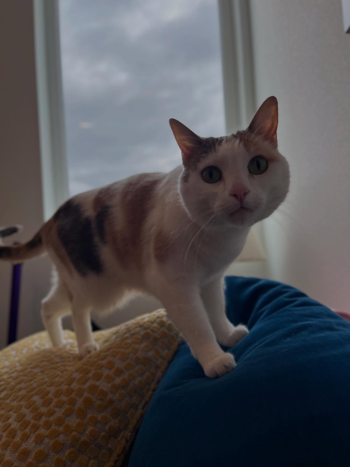 Freya is sweet, small and oh so smart. We were instant besties and she loved getting little butt scratches, bird watching and hunting for treats!