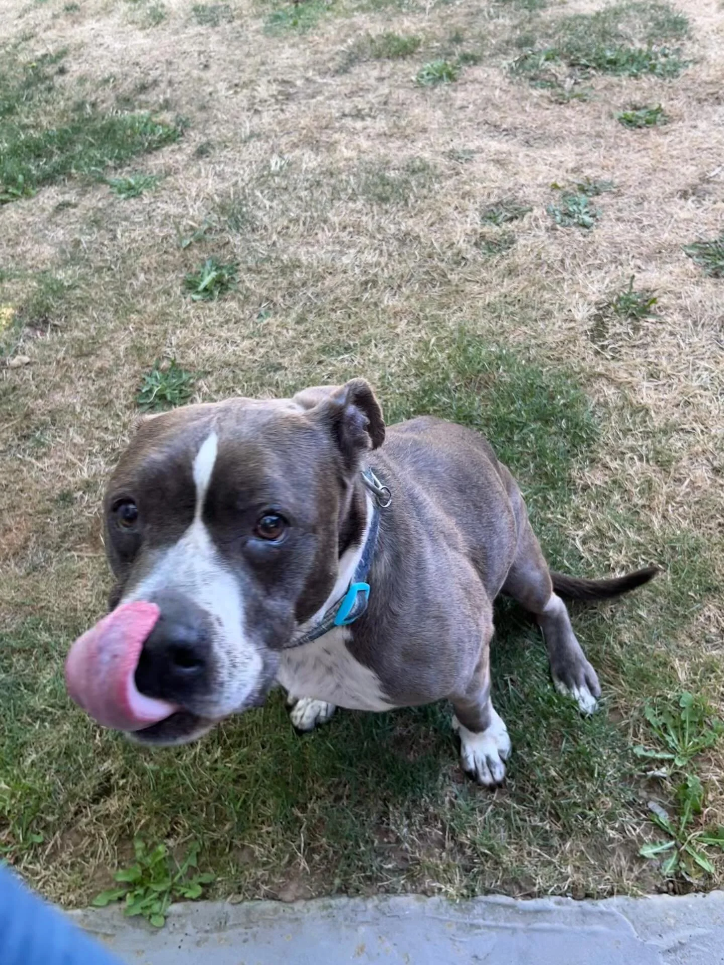 This is 17(!!!) year old Fern, or as I like to call her, Fernie Sanders 🤭 she greets me with a booty wag and a romp around the yard.