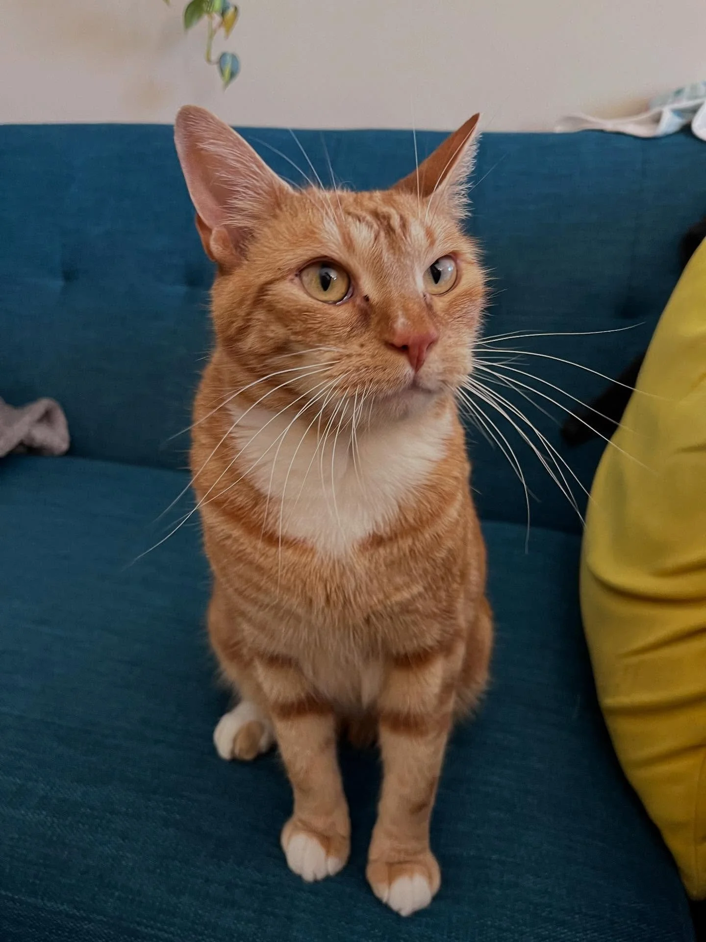I love a visit with my cat nephew Archie (and his shy sisters, Betty &amp; Veronica!)
