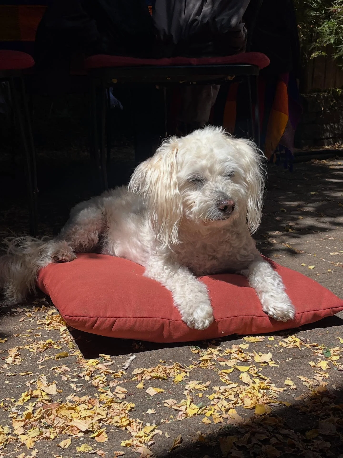Carlos refused to walk in order to lay in the sun ☀️ Changed his mind when I told him we&rsquo;d stop by the neighborhood treat box!