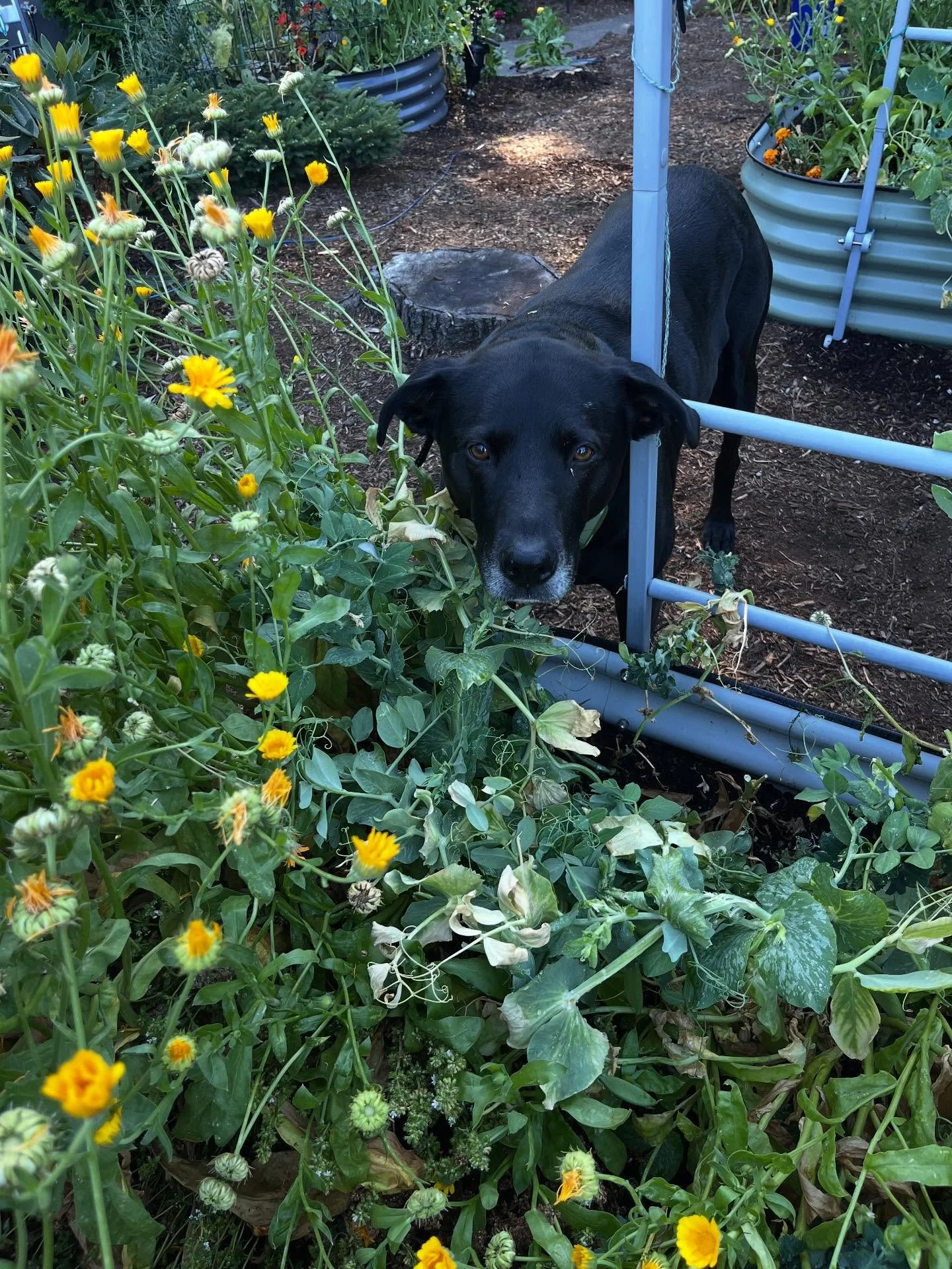 Gentle Bowie and her snap pea garden 🫛