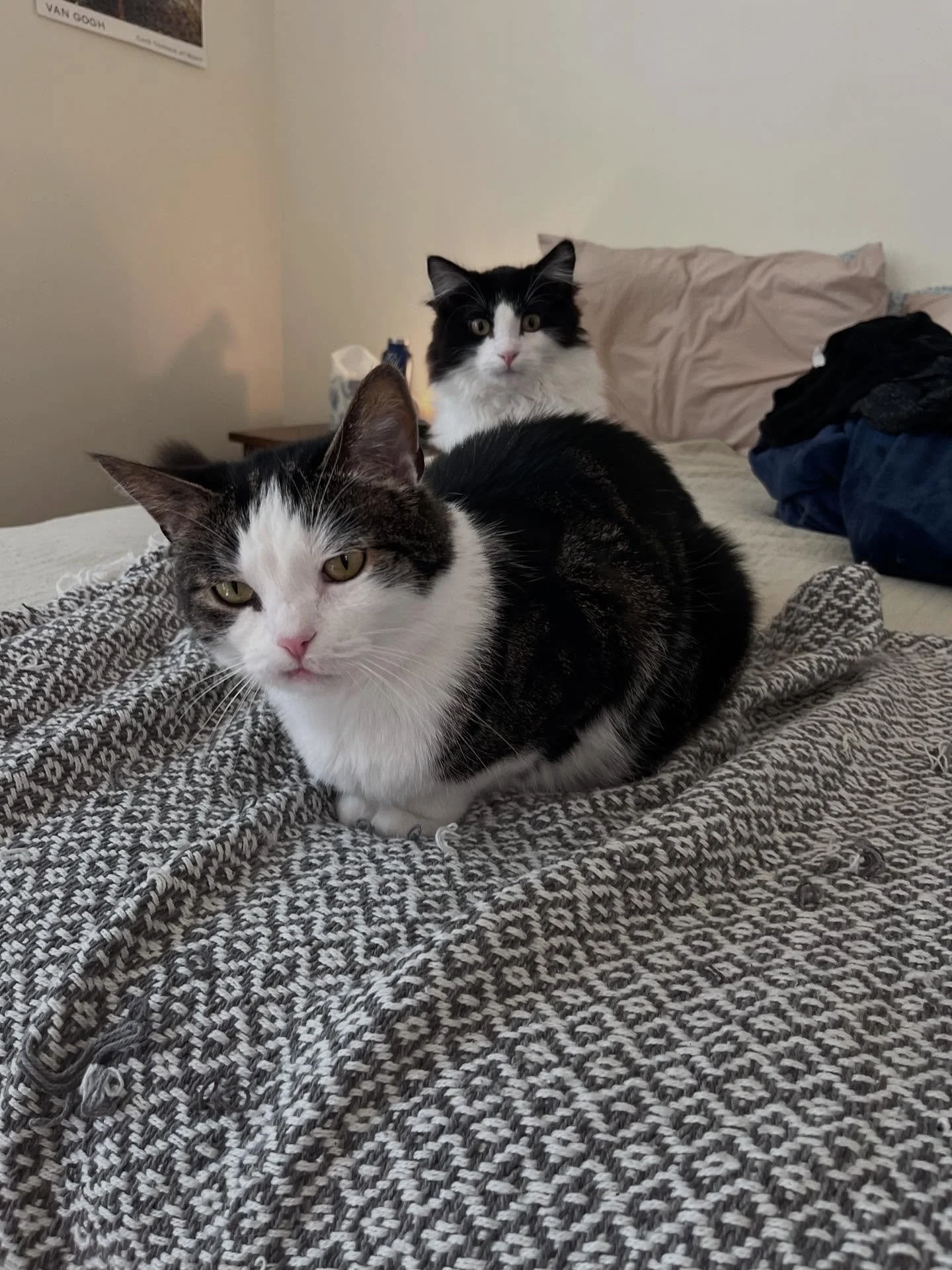 Love these two siblings! This set of sits was from June (that&rsquo;s right, I have so many pet pics on my phone that I am still posting sits from the summer!) and Winona has grown so much since then! Archie is still sweet and silly as ever, and is m