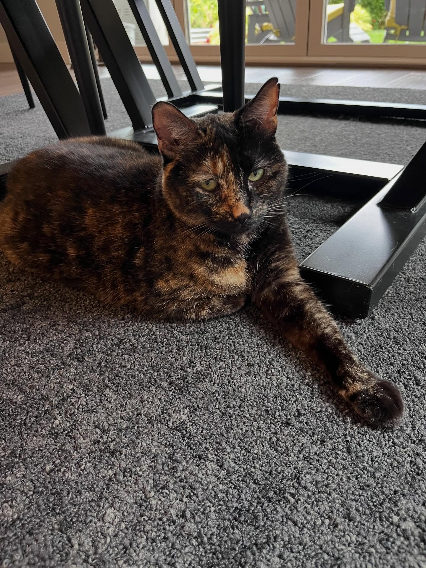 If you look up Tortitude in the dictionary, you&rsquo;ll see Diva&rsquo;s photo 💅🏽