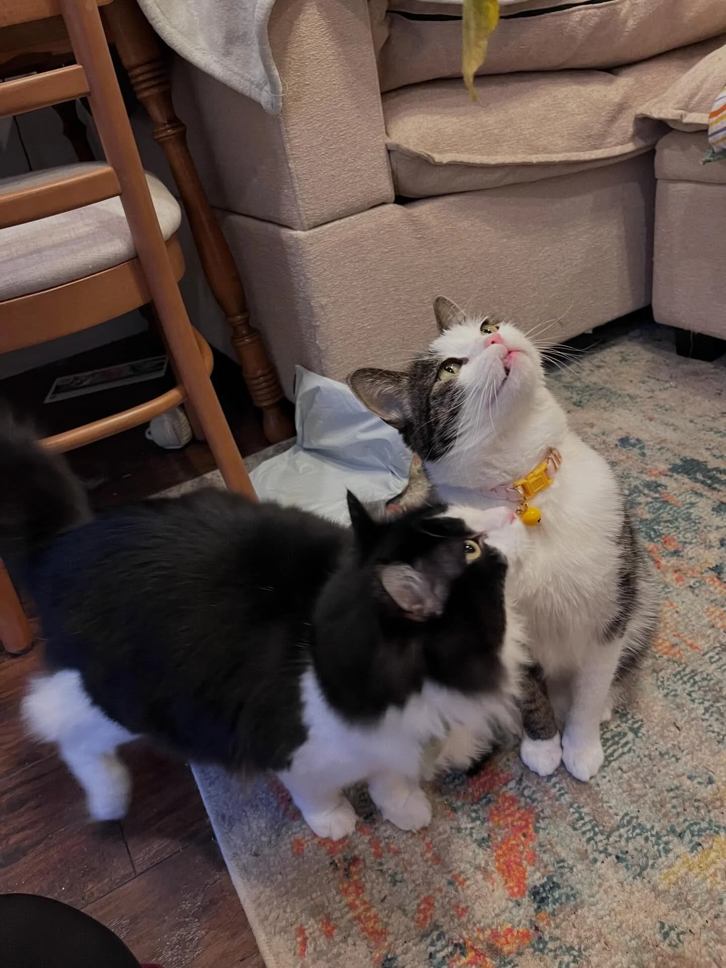 Archie &amp; Winona (or Nonni as I like to call her 😻) Love these little ones 🖤🤍