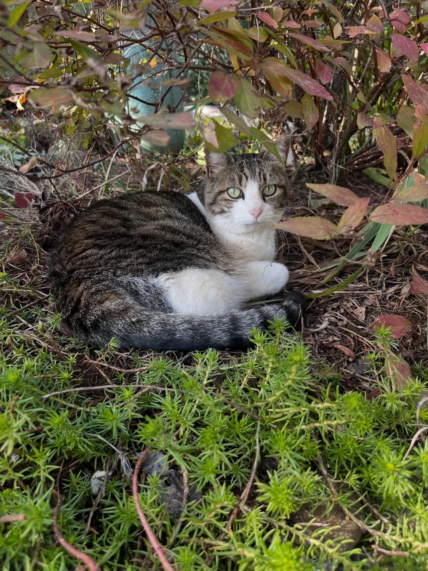 Pepita, Miso, Ube and can&rsquo;t forget Mr. Friday, they stray who loves to make himself at home 😹