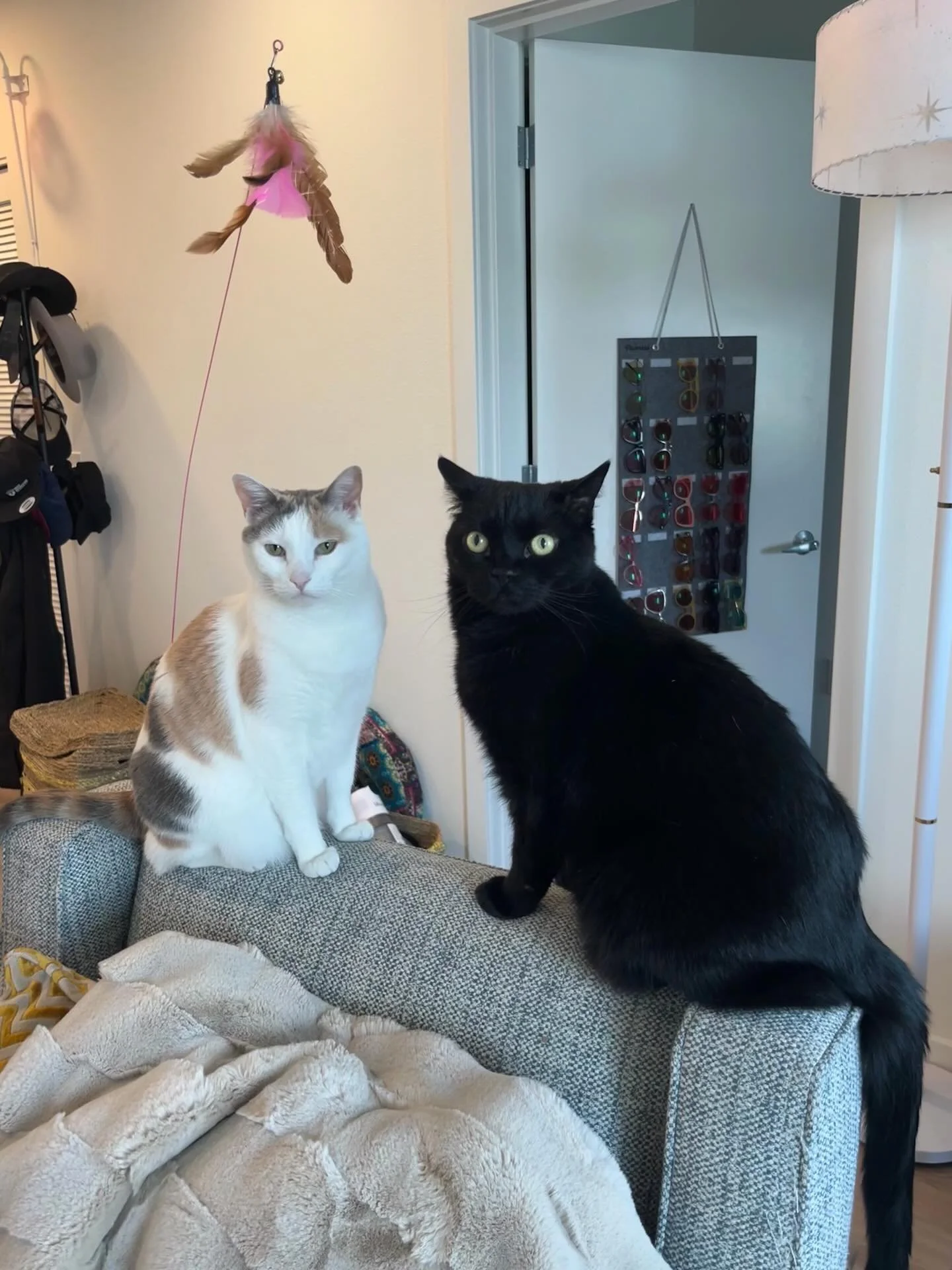 Freya 🤍🧡🩶 &amp; Ben 🖤 these two are so affectionate, always ready to offer some slow blinks!