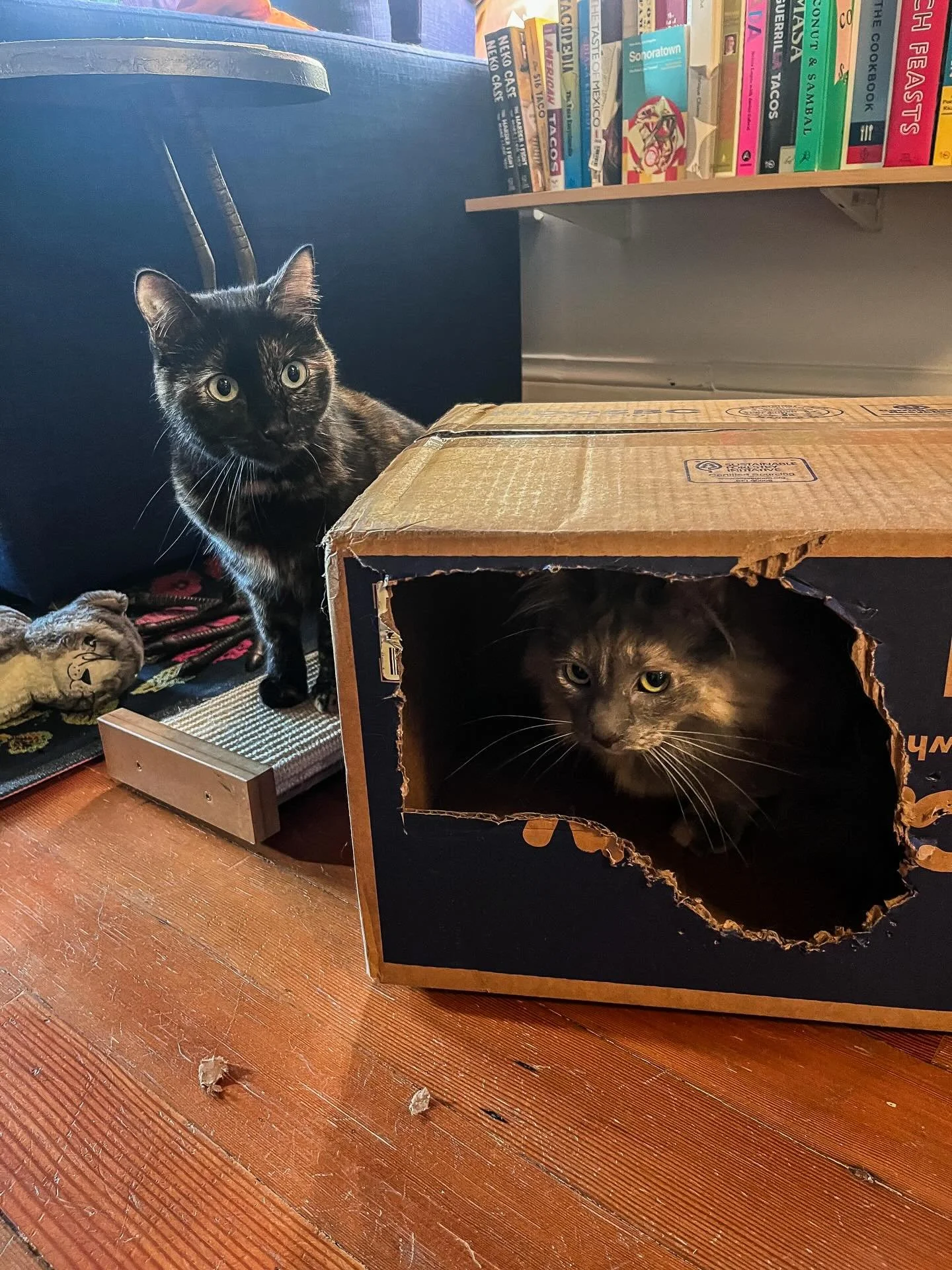 I love watching my hair stylist&rsquo;s (@stylistelizabeth) girls, Goldie 🩶 and Sadie 🖤! Sadie is curious and athletic (check out the last slide of her 007ing some treats and toys from my bag). Goldie is often, *in a mood* but after a long set of s