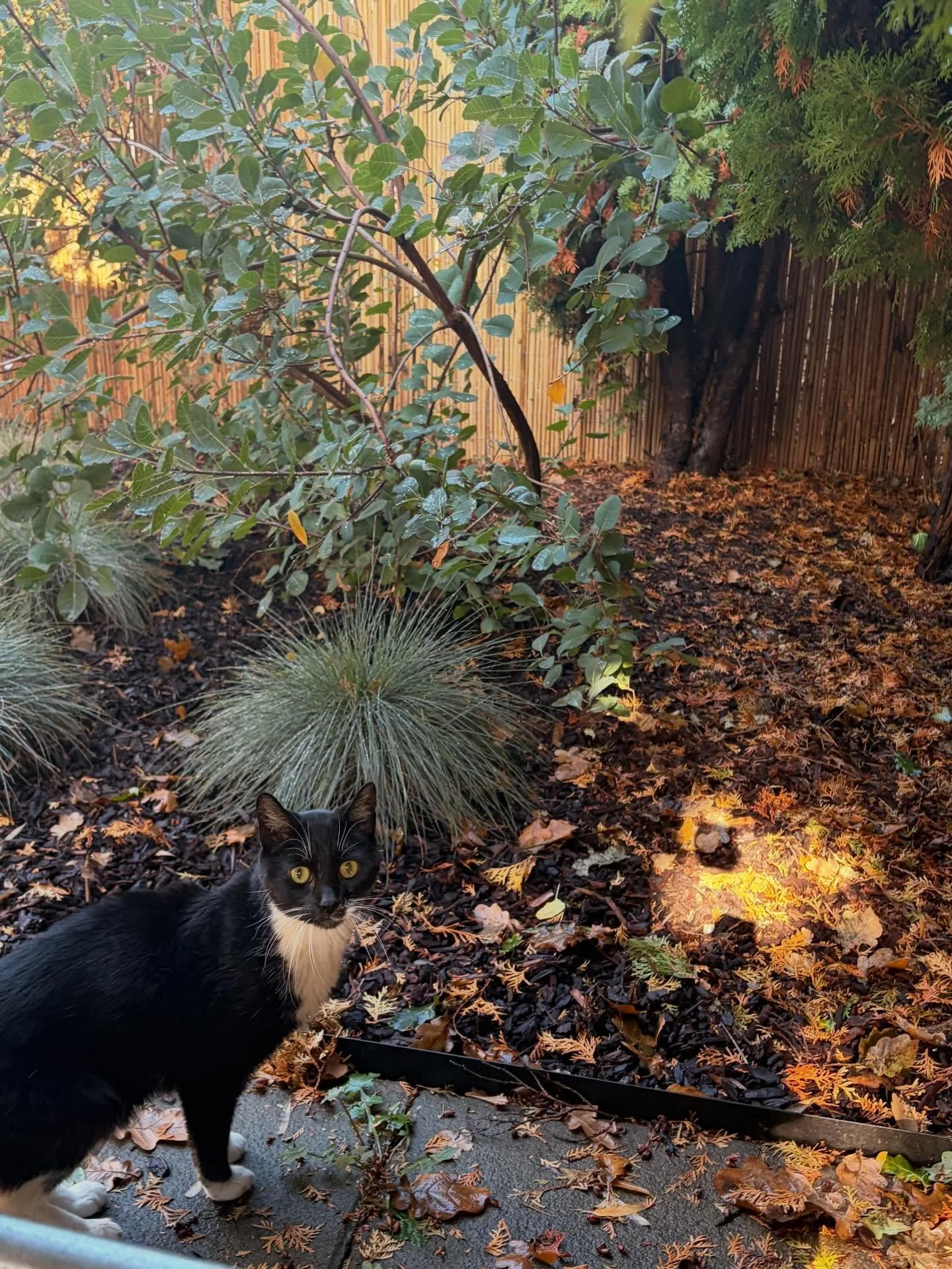 Senior Butters loves: supervised outdoor time, standing (not laying) on my lap, and being held like a baby!