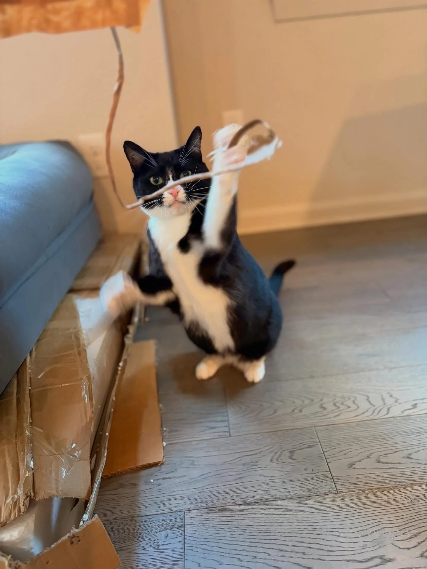 Ollie-pop loves this enrichment game! Simply remove the handles from a paper bag and ta-da! A fun, bouncy, wand-like toy 🛍️