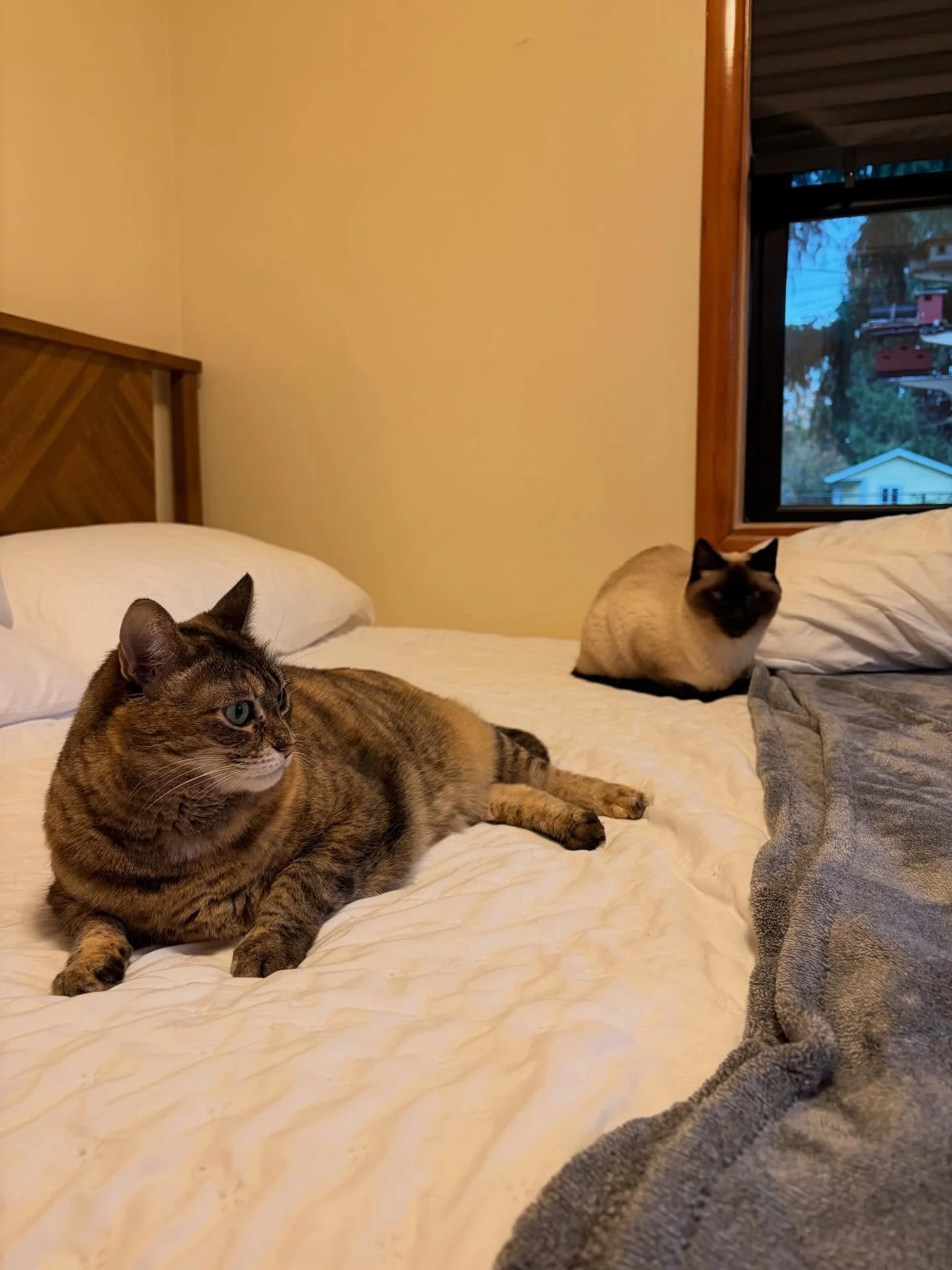 Purrincess Diana 🤎💚 &amp; Katy Purry 🖤🤍🩵 Two adorable sisters that I get to care for when @catsittingbyjane isn&rsquo;t available 🐾