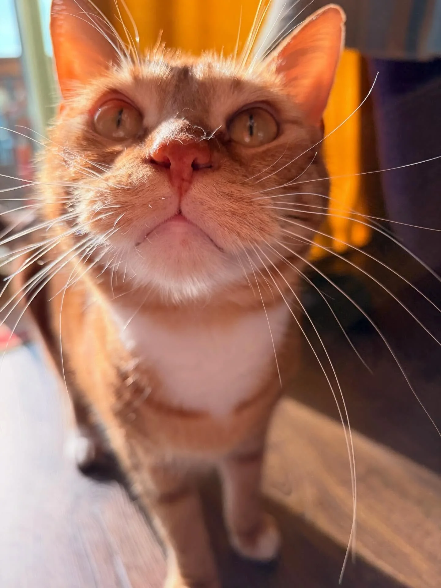 Little sunshine Archie here to wish you a Happy New Year!