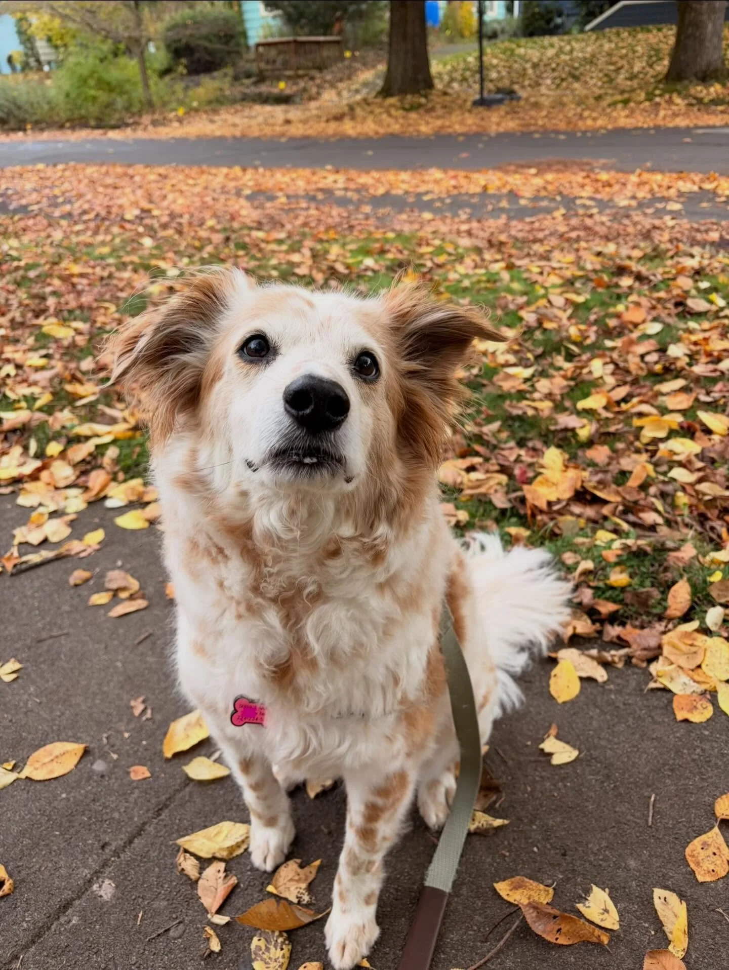 Tes is such a good pup! I only walk her a few times a year, but she&rsquo;s always such a lovely girl.