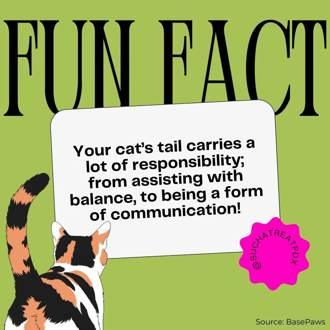 A tale of tails 🐈