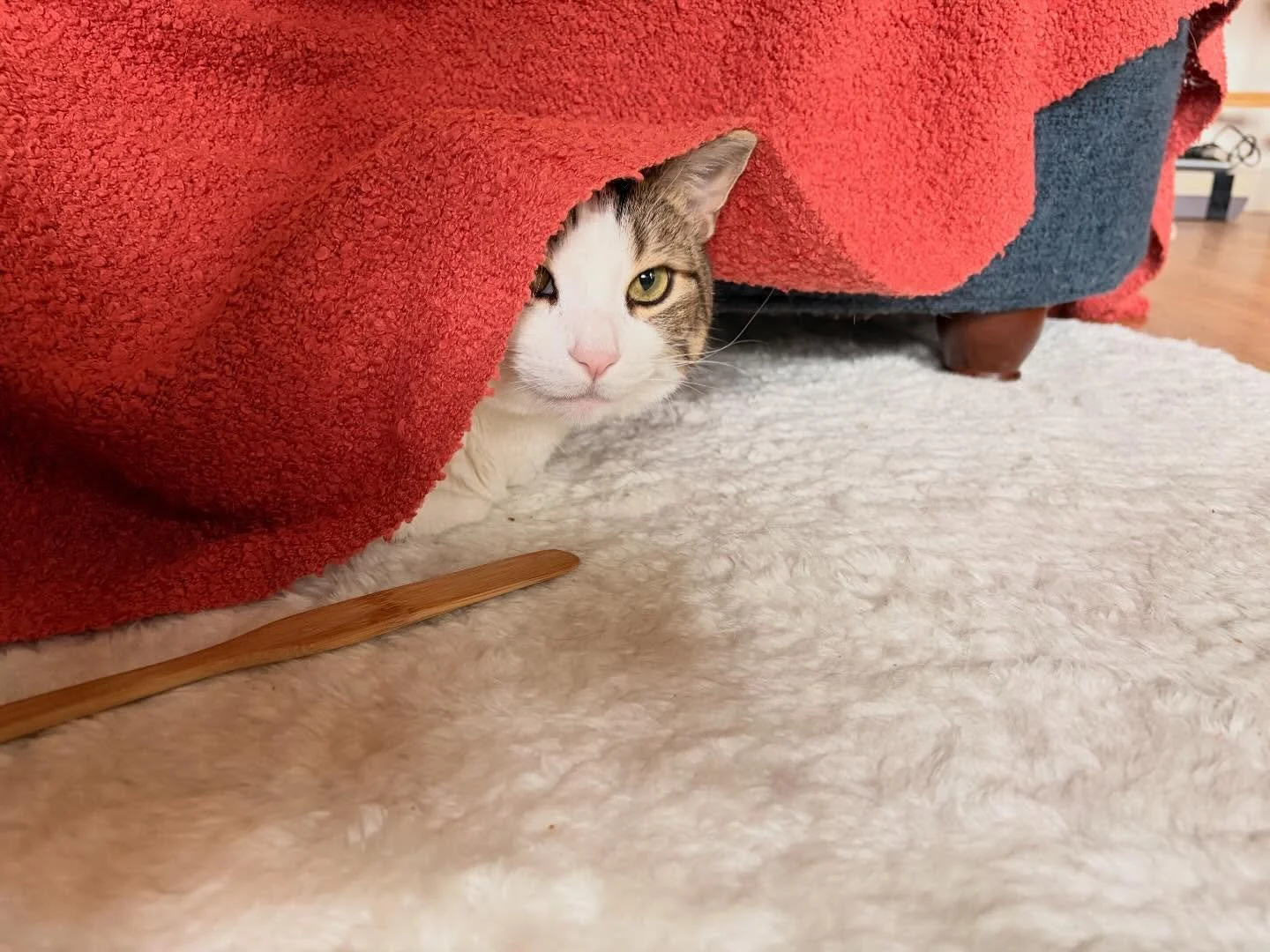 Mr. Bobes is model material 💅🏽 @hellomisterbo