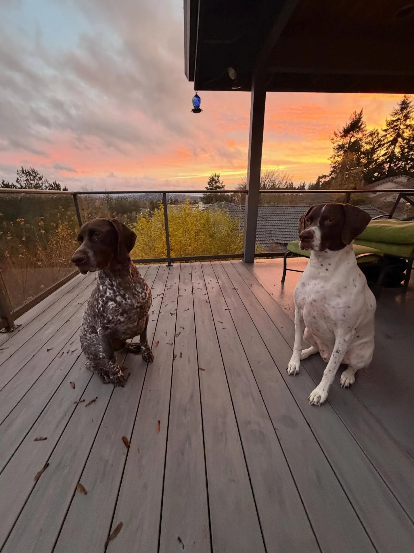 Waylon 🤎 &amp; Merle 🤍 are two incredibly fun brothers! The love running around the yard, snoozing on the couch and all of their plushy toys 🐾