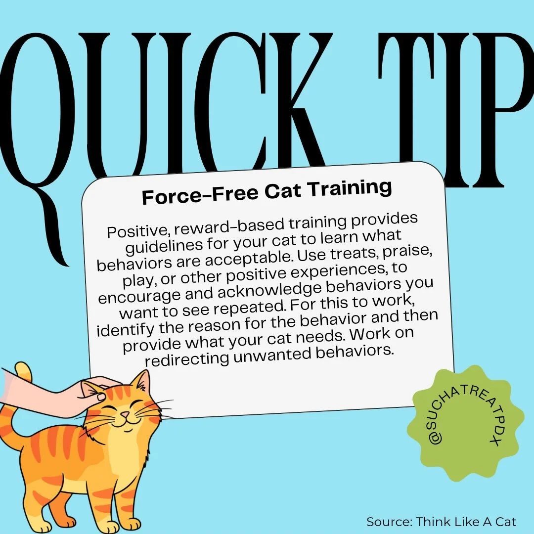 Cats do not learn from punishment (ie: yelling, getting sprayed with water) positive reinforcement works wonders and helps to strengthen your bond!