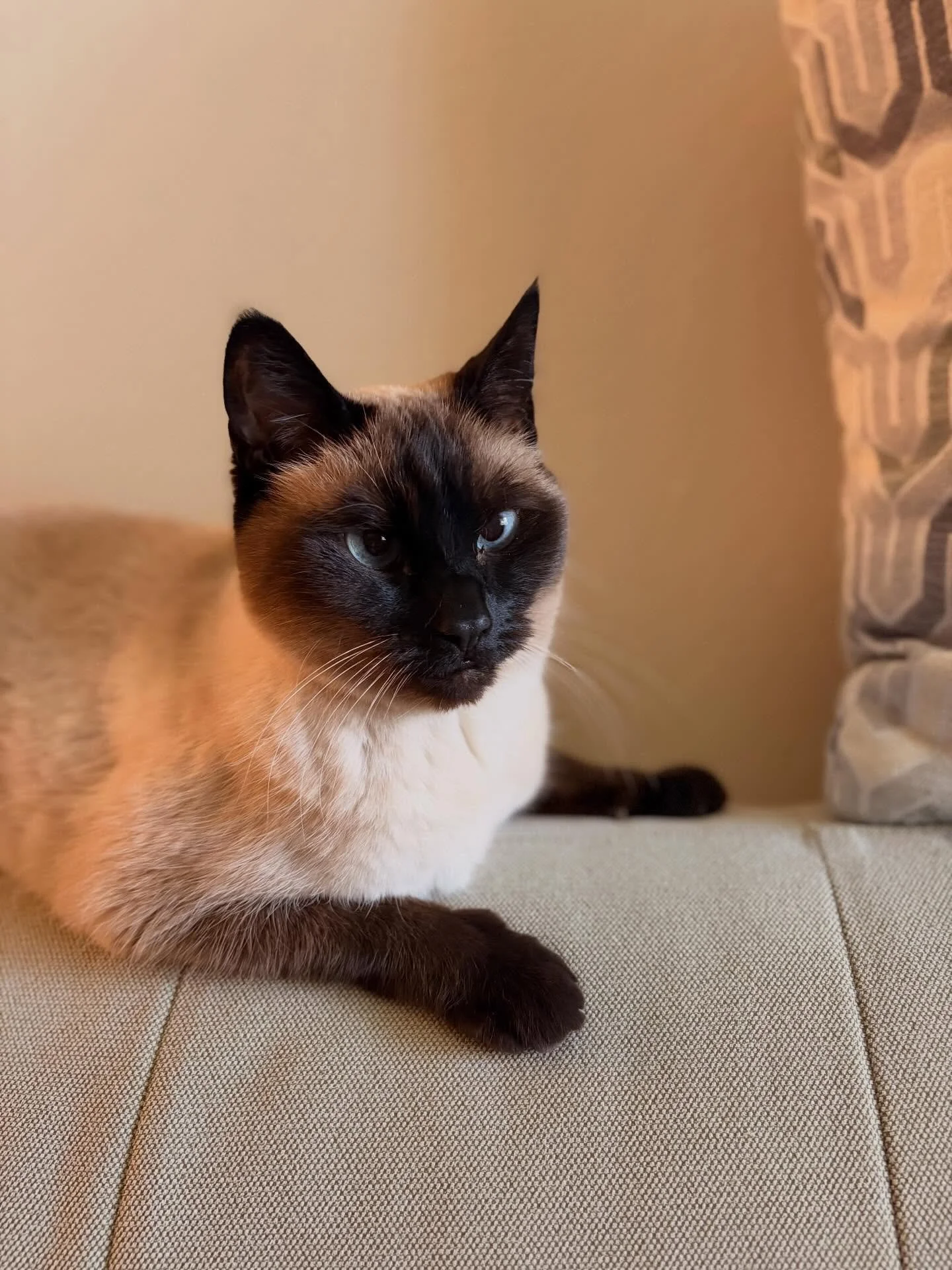 Katy Purry &amp; Purrincess Diana 👑