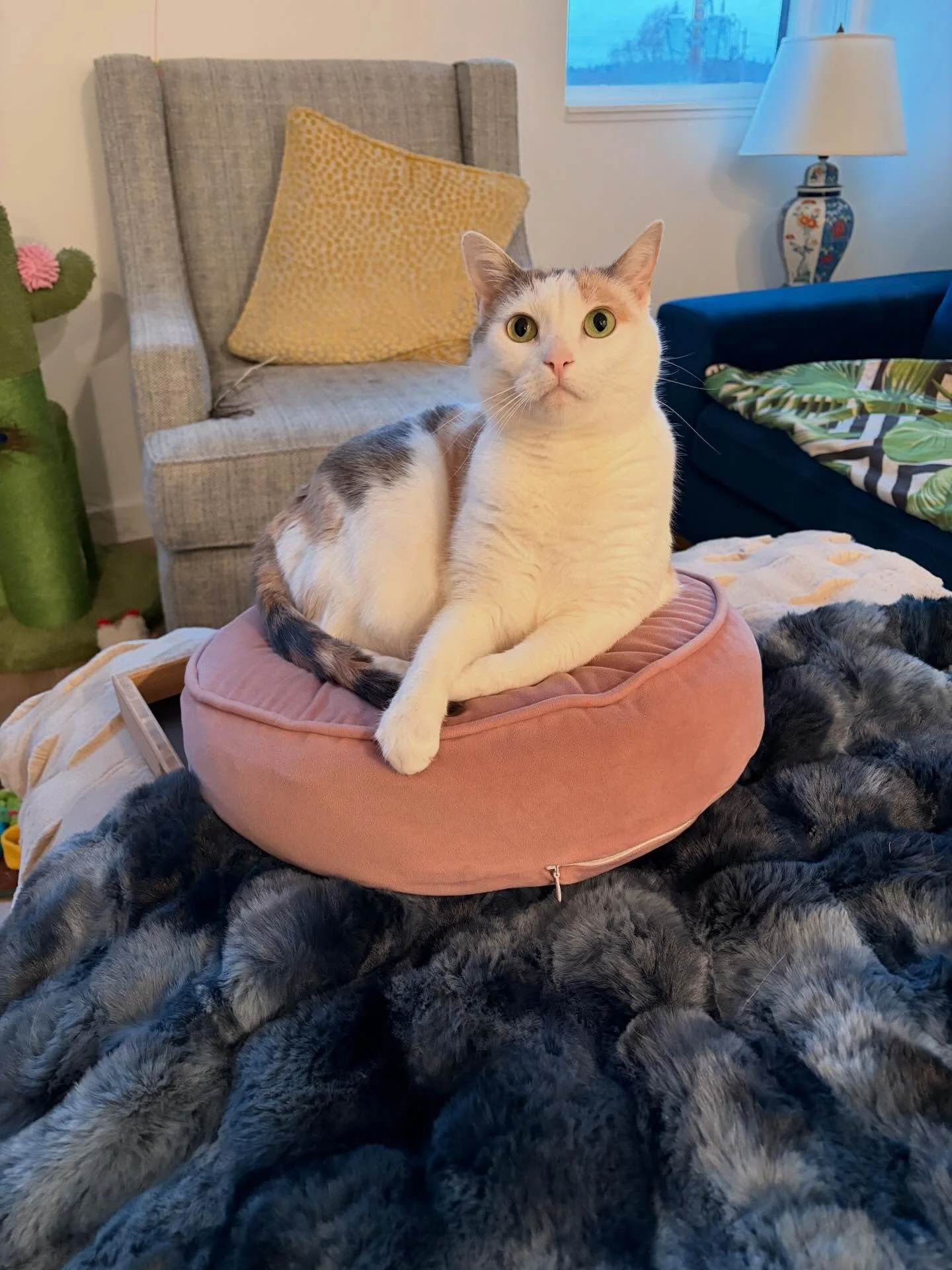 Freya, a little diva but still oh so sweet 🍓