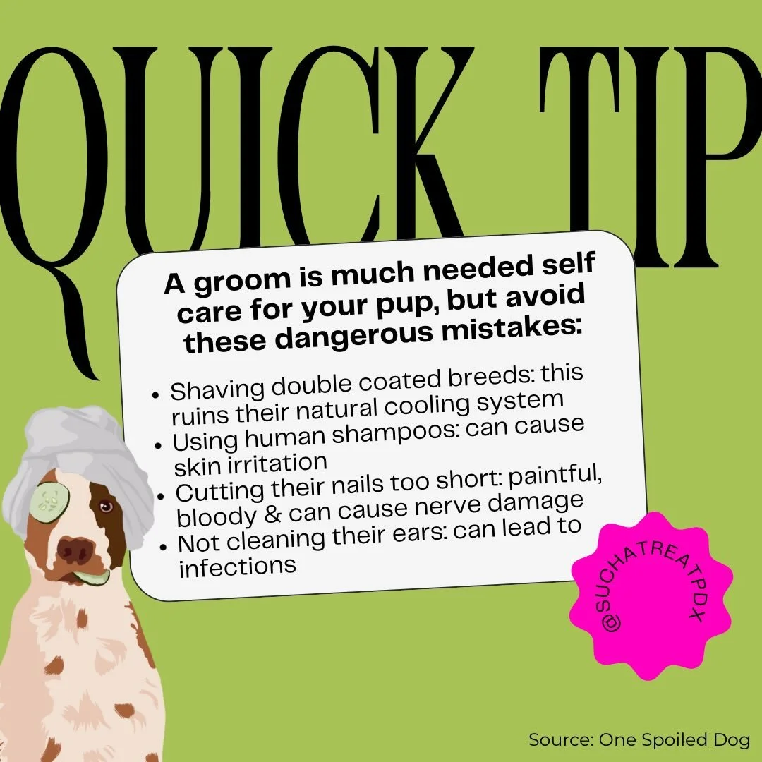 Grooming is essential to your pets health and wellbeing, so make sure you are doing it properly!