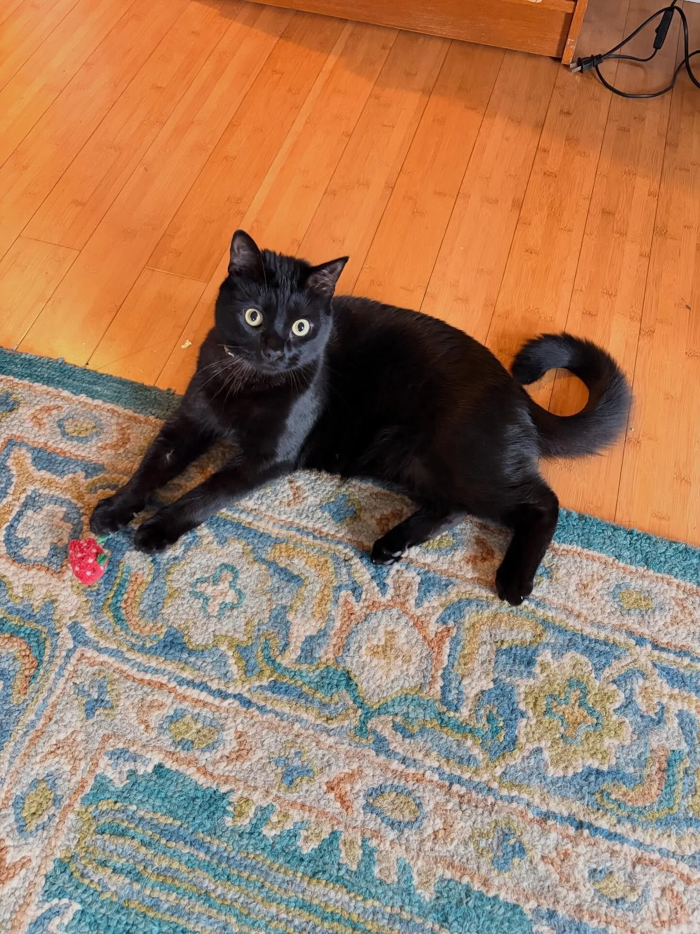 Spotlight on Zelda&rsquo;s little bro: Barry! 🐈&zwj;⬛