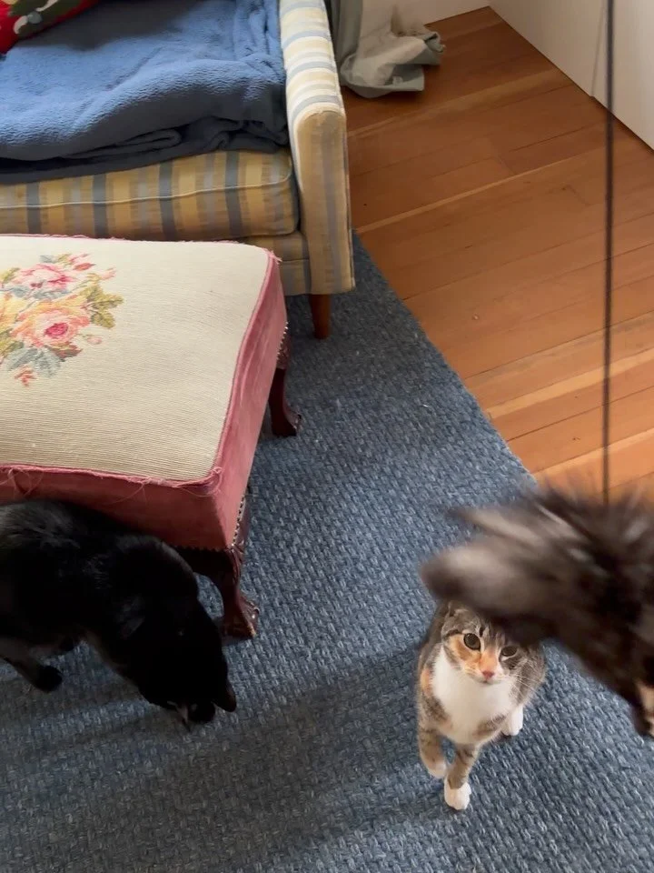 It&rsquo;s like a tornado hits when these two get to playing! Siblings Lucy 🩶🤎 &amp; Binx 🖤 are wild children 🌪️