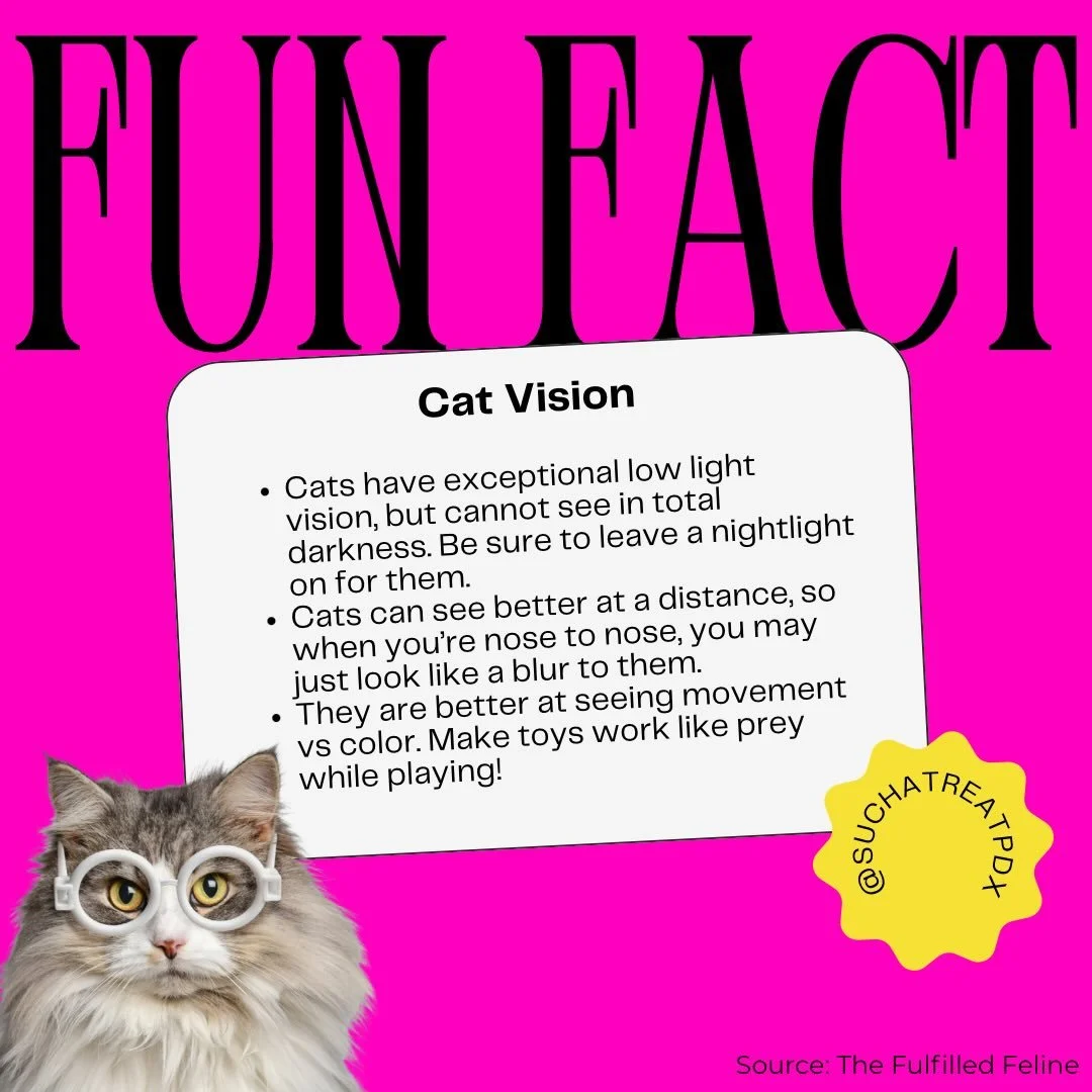 Fun facts on how your cat sees the world 🥸