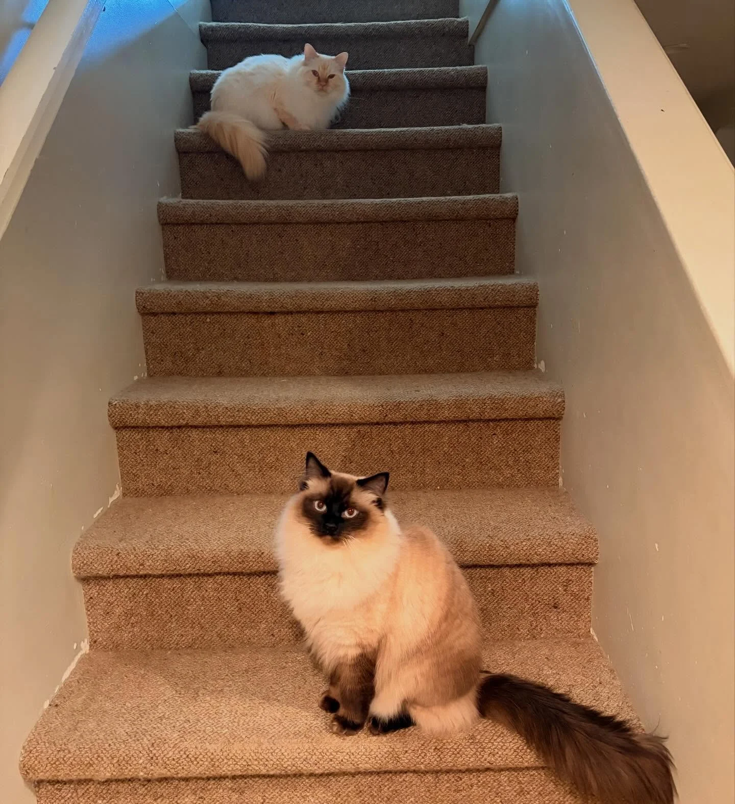 Fluffy bros, Omelette &amp; Winthrop ☁️