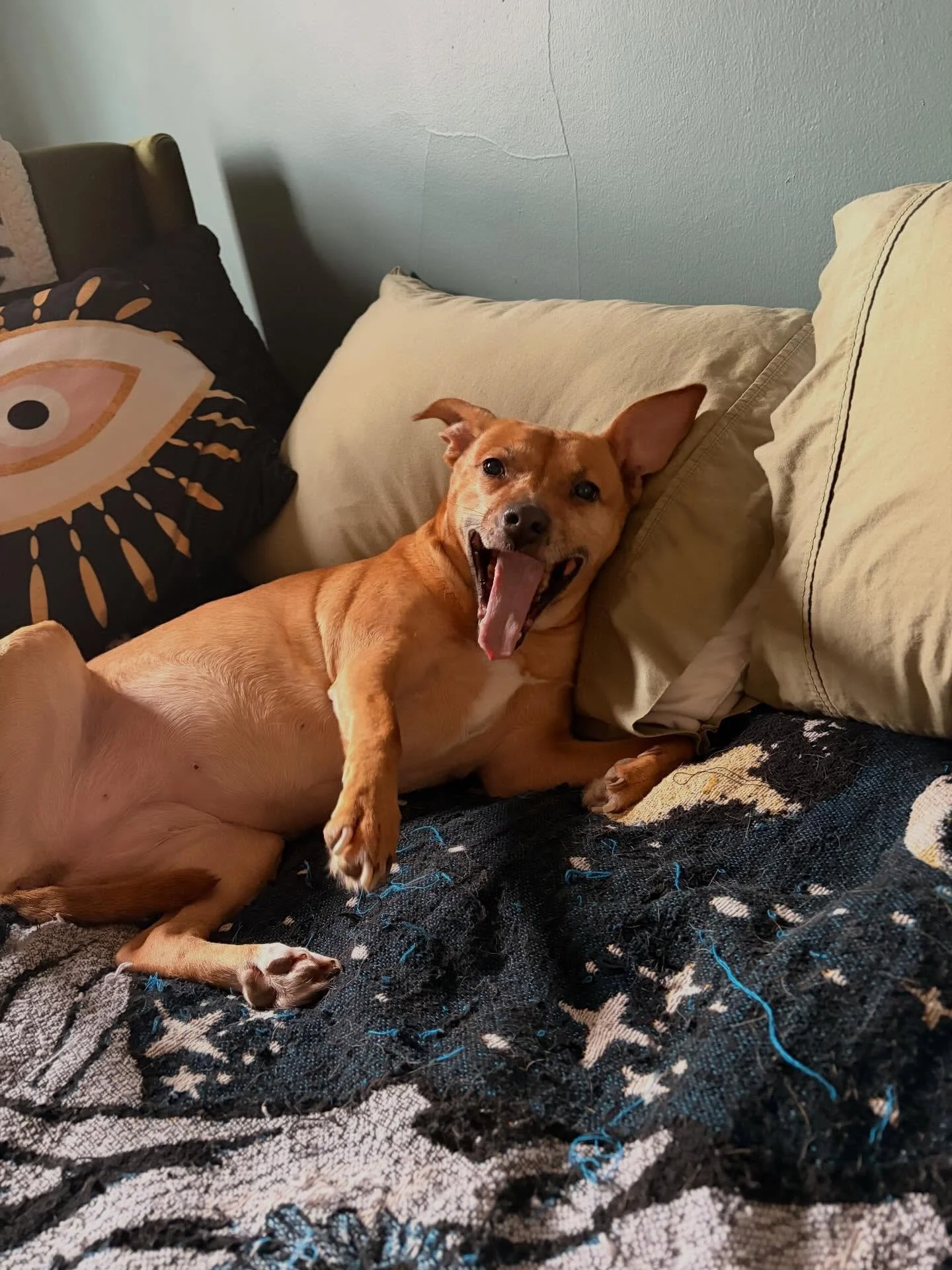 When I pick Mama up for her walks, she&rsquo;s usually lounging in bed. Our routine is: belly rubs, big stretch, hoodie half on, more belly rubs, hoodie 100% on, walk.