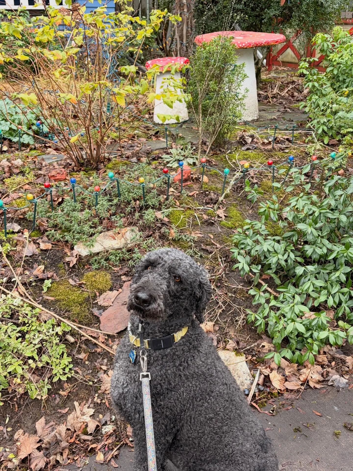 Indie is the goodest boy - he is always very patient with me while I make him pose with all the Portland Magic we find on our walks in Ladds!