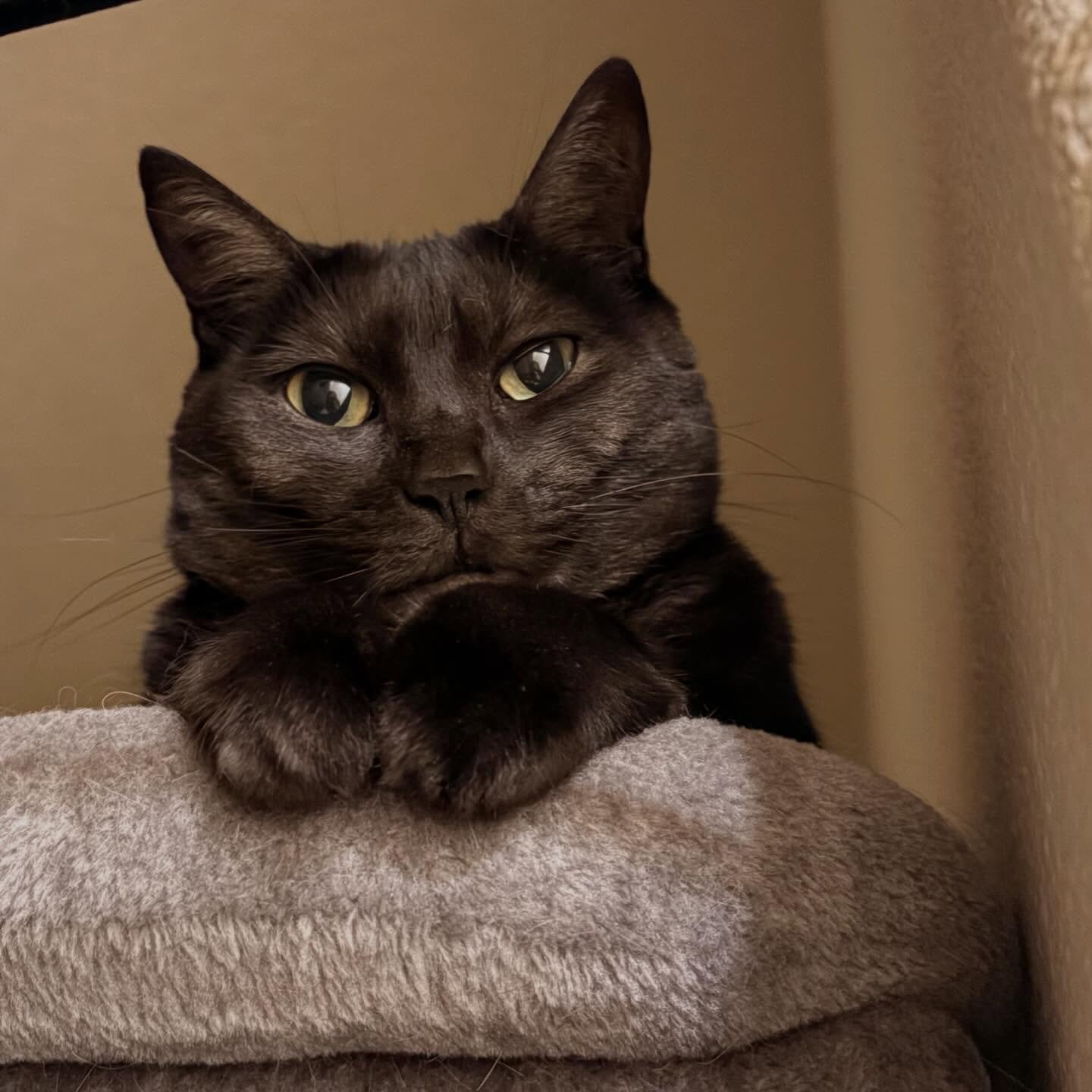 During our last set of sits, Luna and I became best buds! Lu is timid and sweet, and very brave when it comes time for her inhaler for her kitty asthma 💛 @sirius_pdx