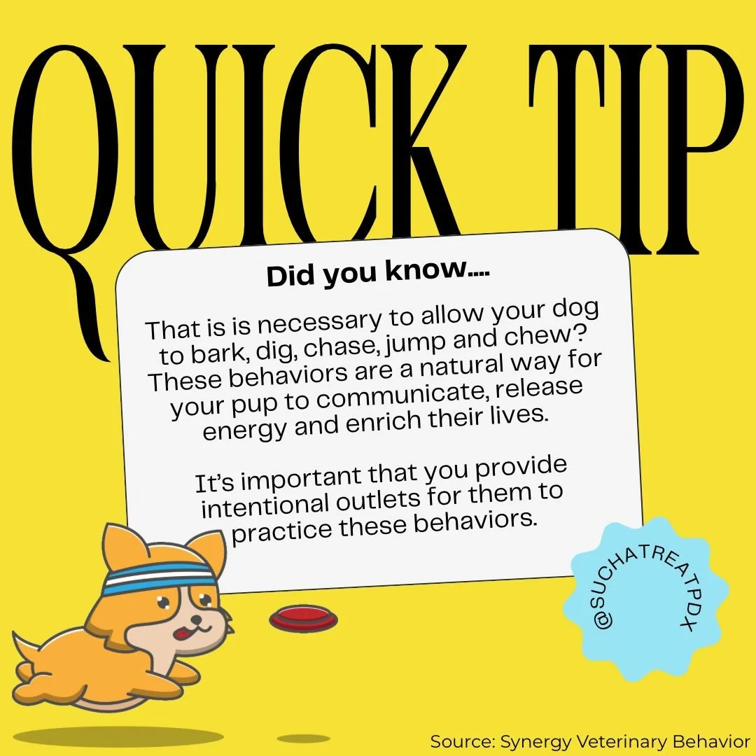 Digging sand at the coast, chasing a ball, redirecting barking at a window to a certain place in the yard are all great ways to encourage these natural behaviors in a safe way!