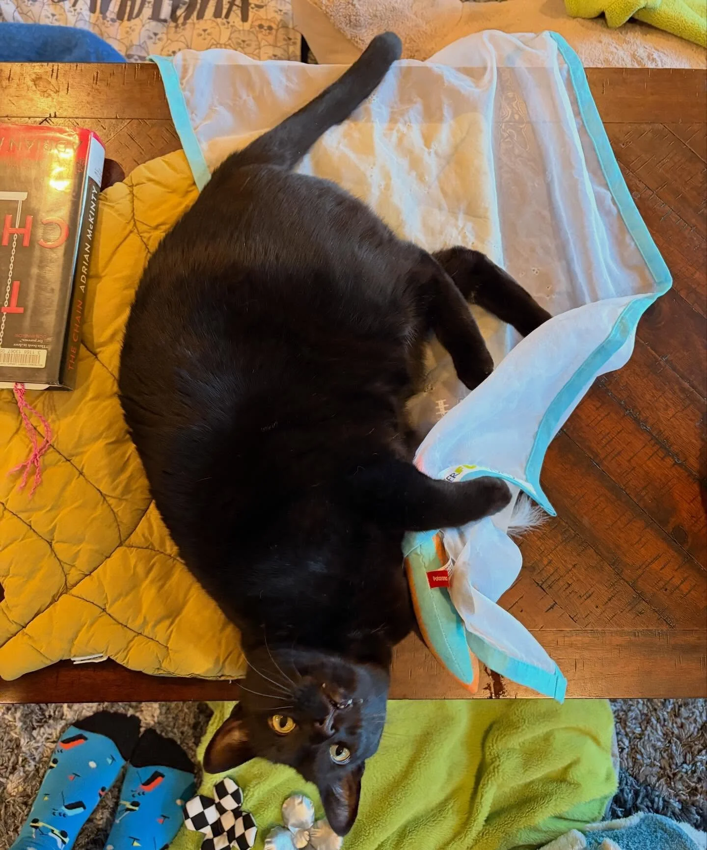 Sirius, bunny-kicking champ with a vast collection of sparkle balls ✨🪩 @sirius_pdx