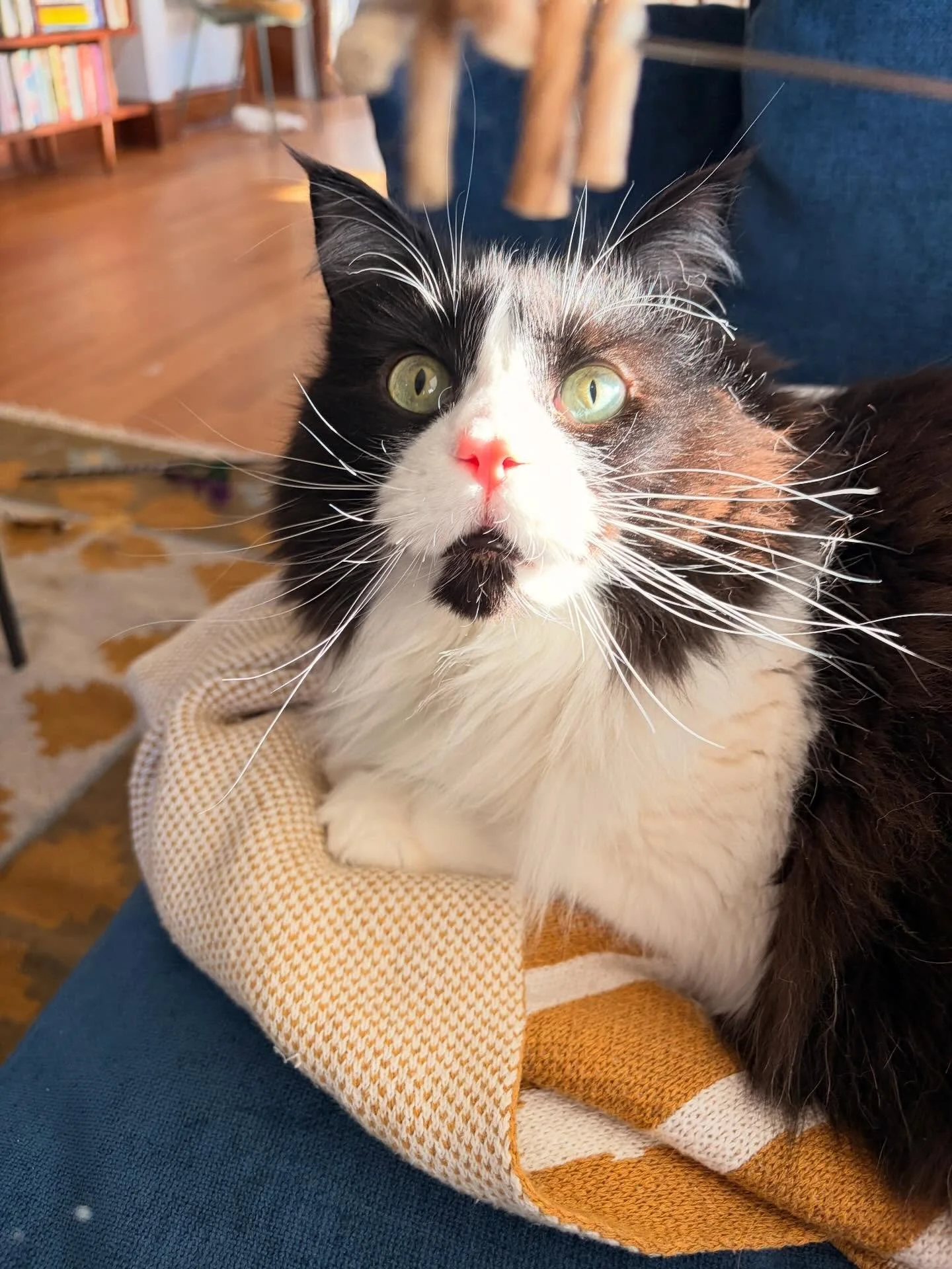 Goose! This big boy loves to play. He&rsquo;s a great hunter and wonderful conversationalist ☎️