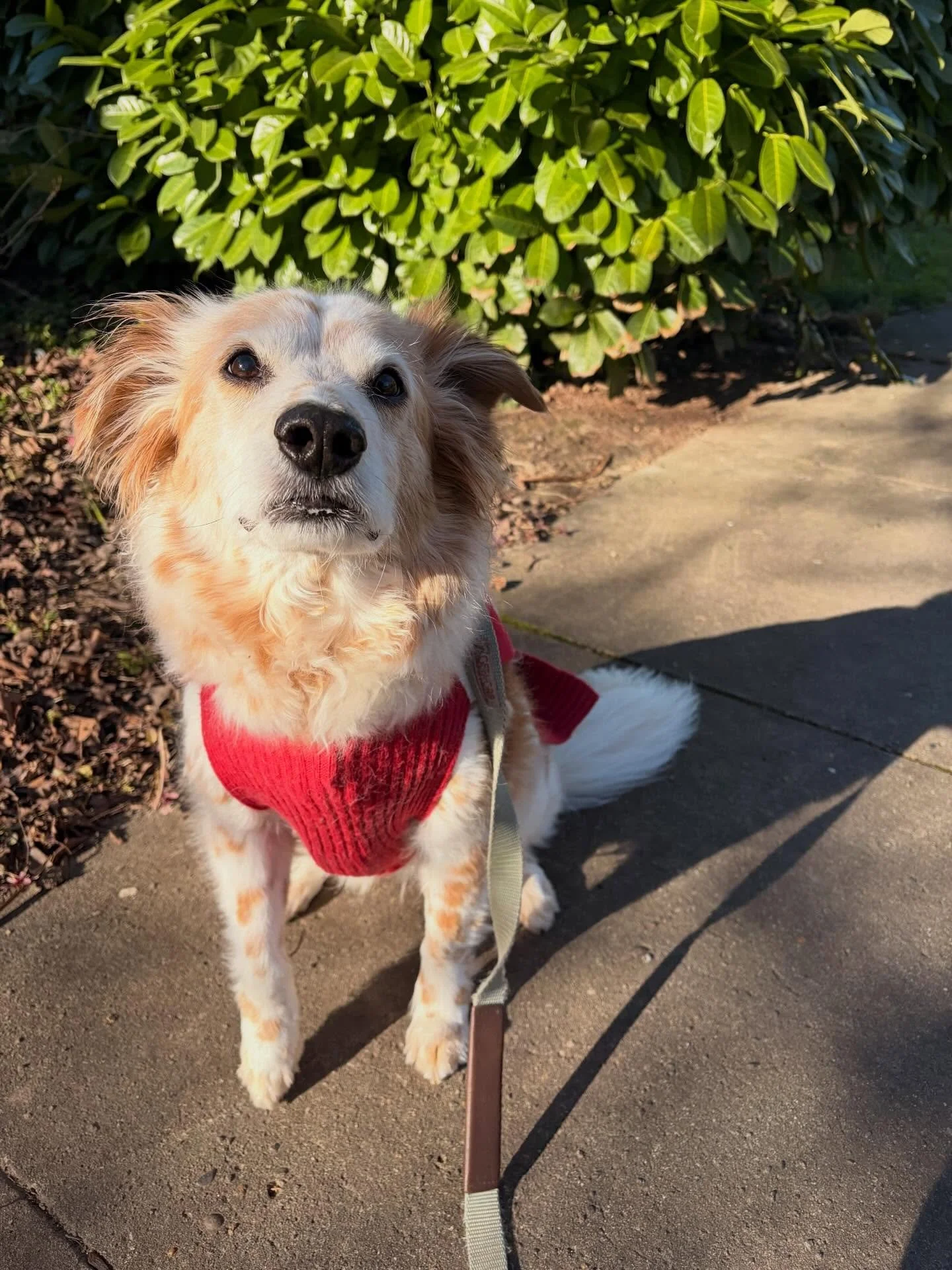 Tes is trained as a service dog so she is an incredibly calm walker - nothing distracts this girl. She has a little space suit for when it rains, but I can tell this girl worships the sun 🌞
