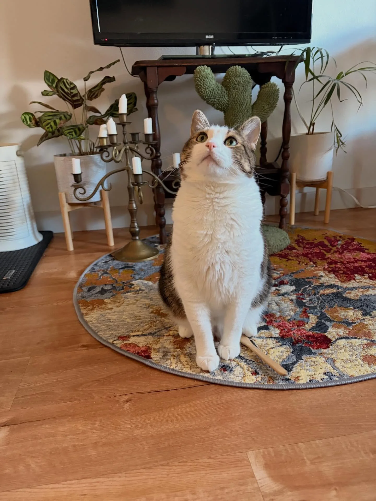 There is only one thing @hellomisterbo wants in life, and it&rsquo;s a butt pat 🏓