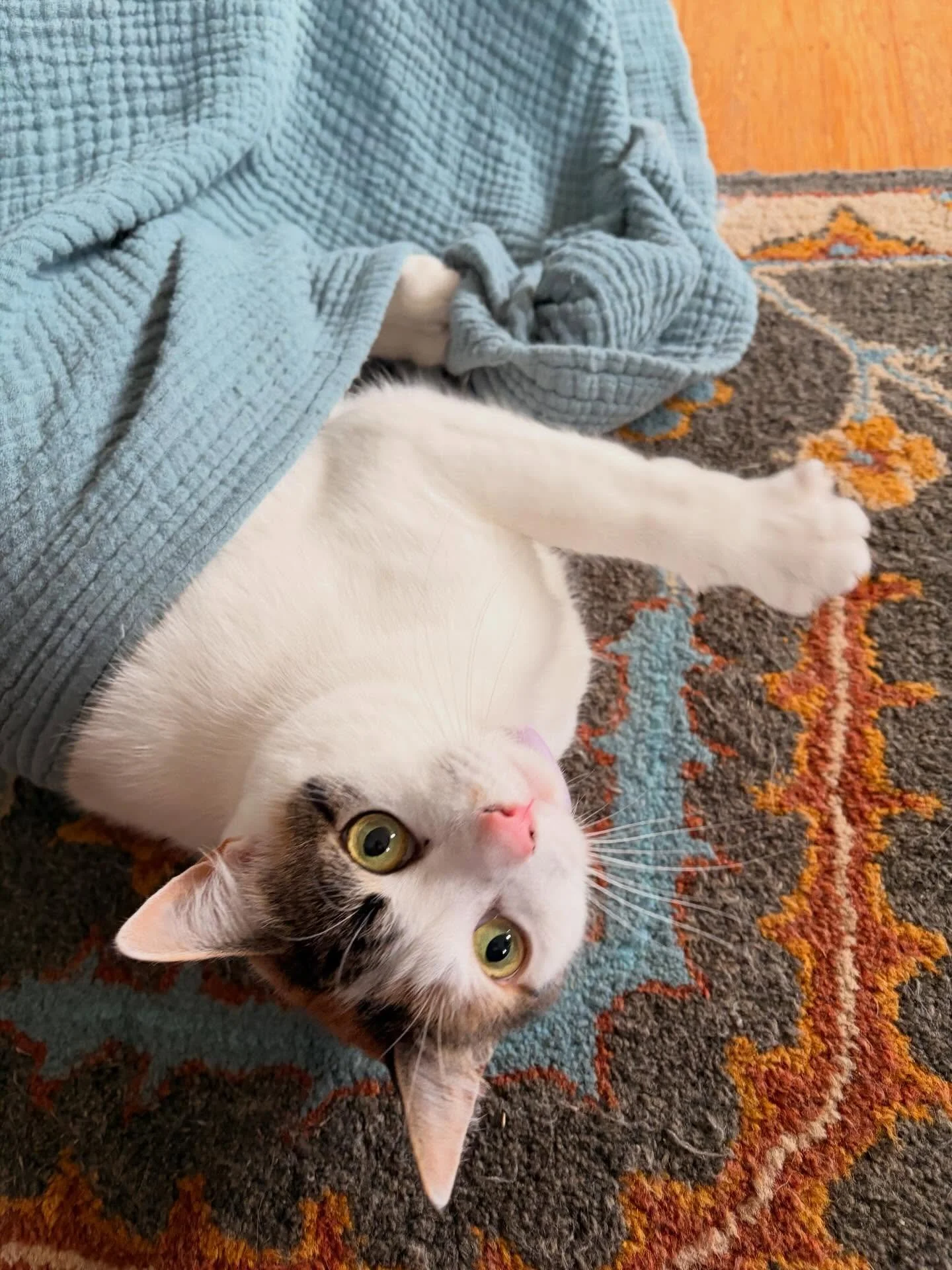 Blossom has the most fun zoomies: across the room, up her tree, across the couch, leaps up to the mantle and then does the entire circuit again 🚤