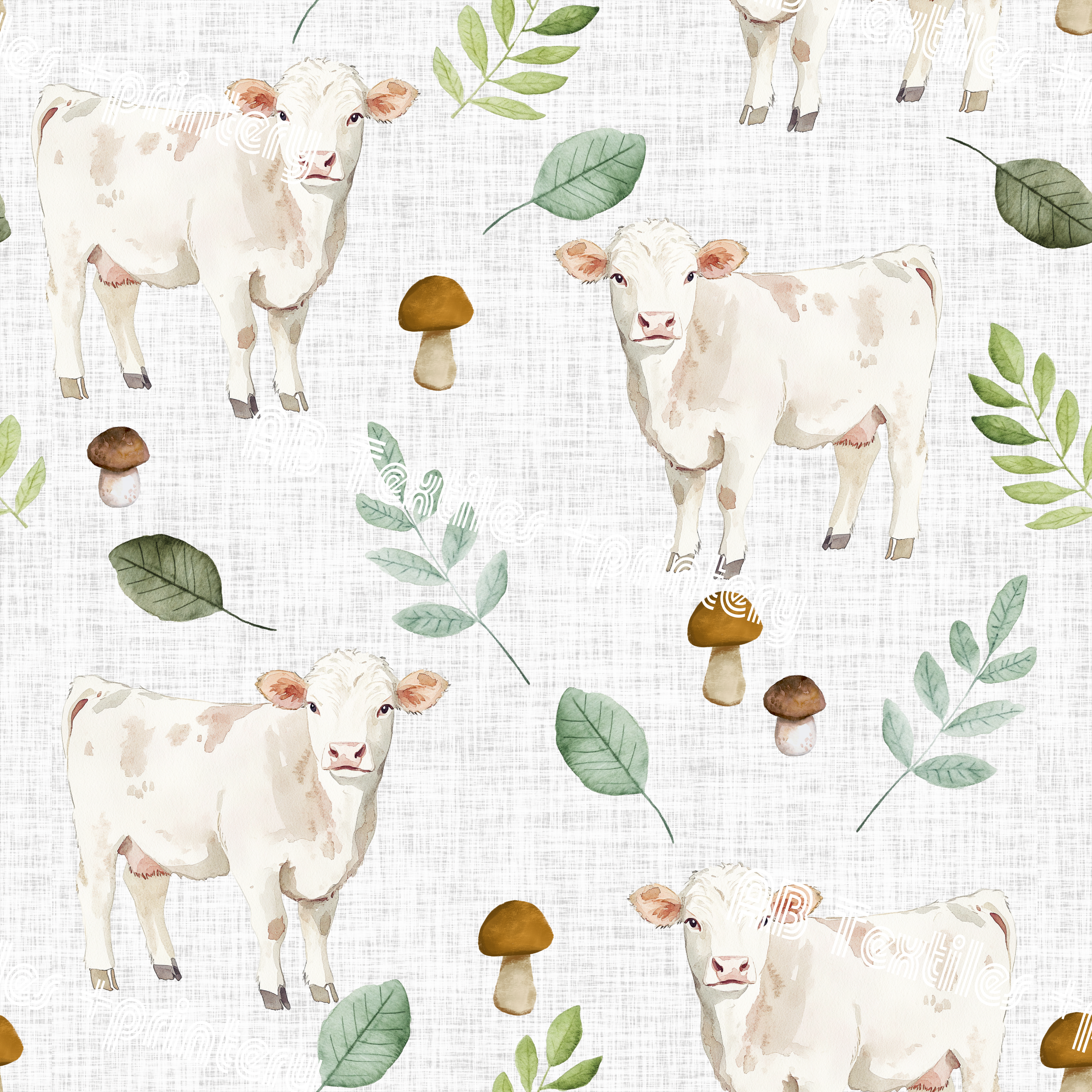 charolais-cattle-on-solid.png