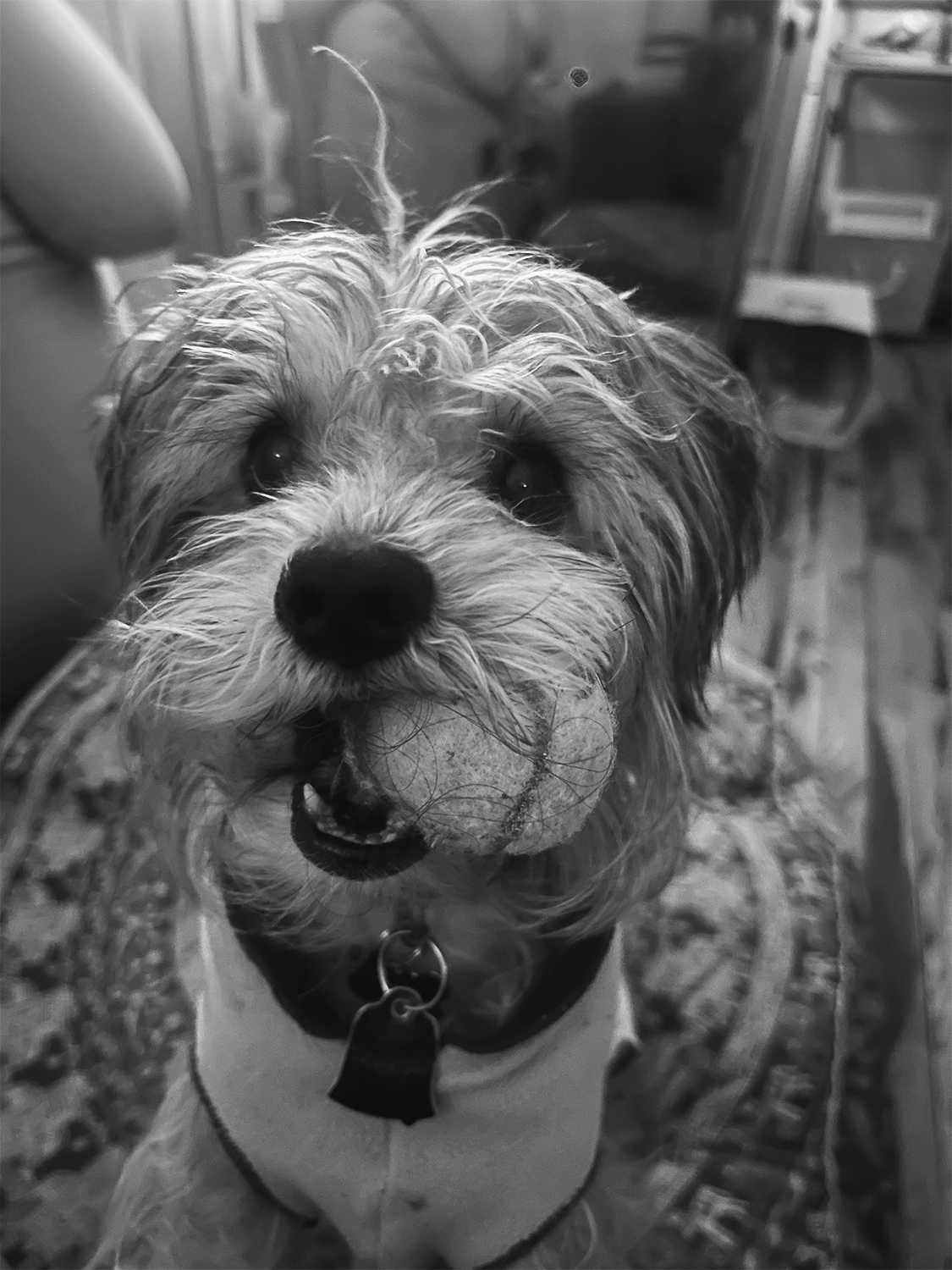 A small dog with a tennis ball in his mouth .