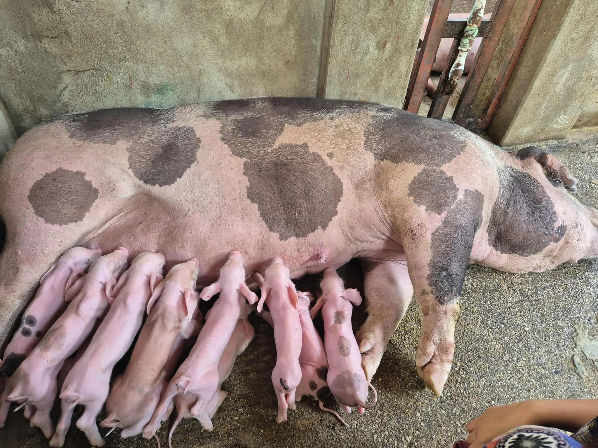 Farm To Table - Myanmar Style 