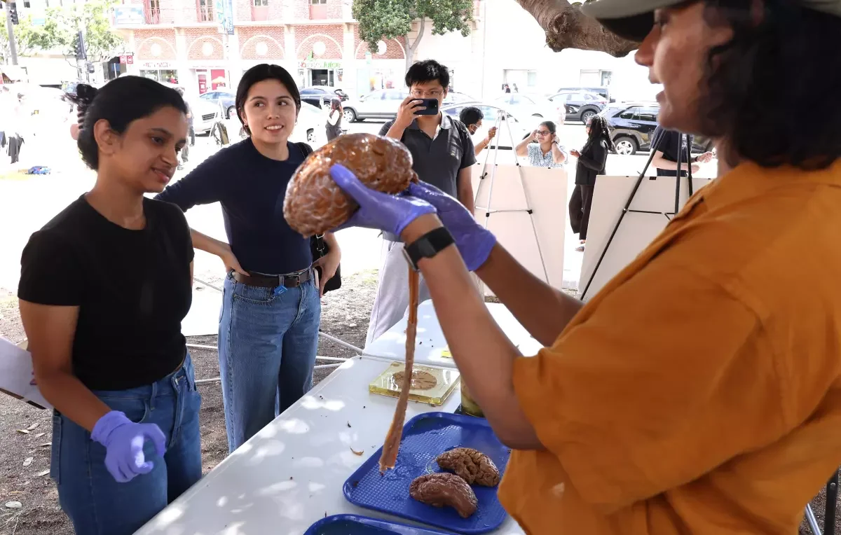 Yes, that’s a human brain on a cafeteria tray. UCLA fair shows off science cuts under Trump