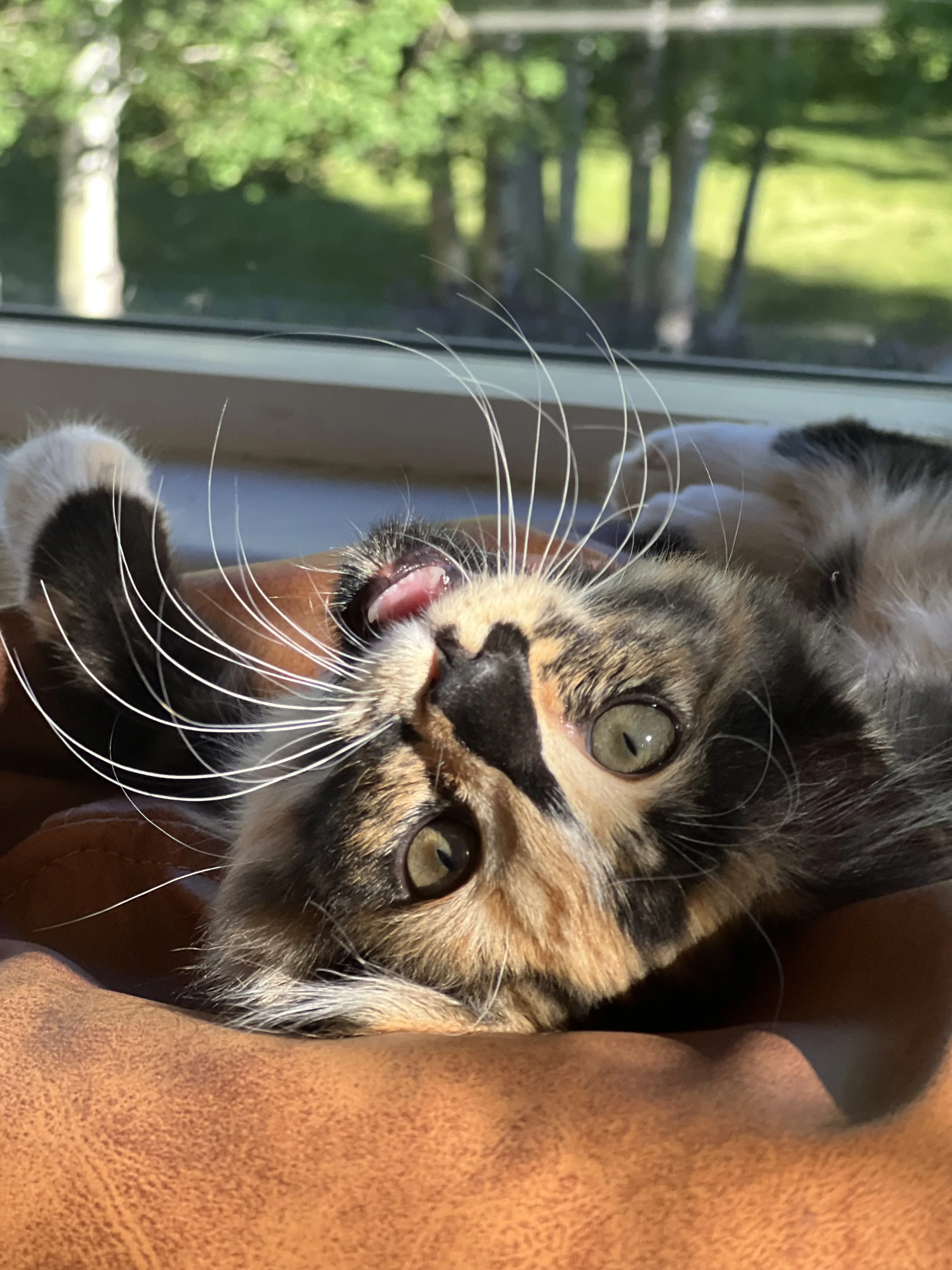 The importance of indoor only cats (conservation and safety)