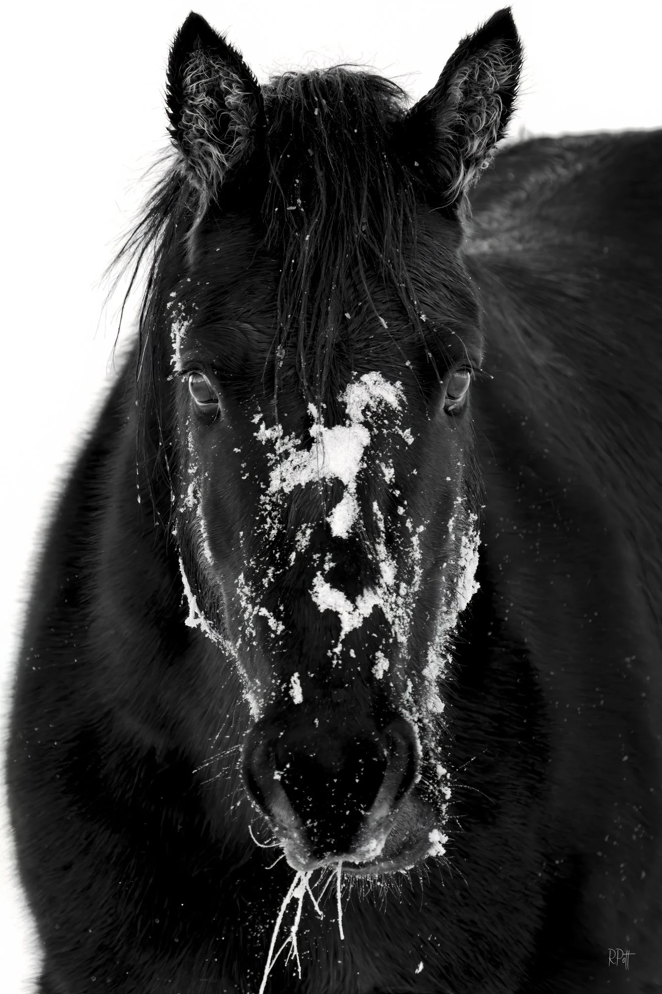 Washoe Wild Winter