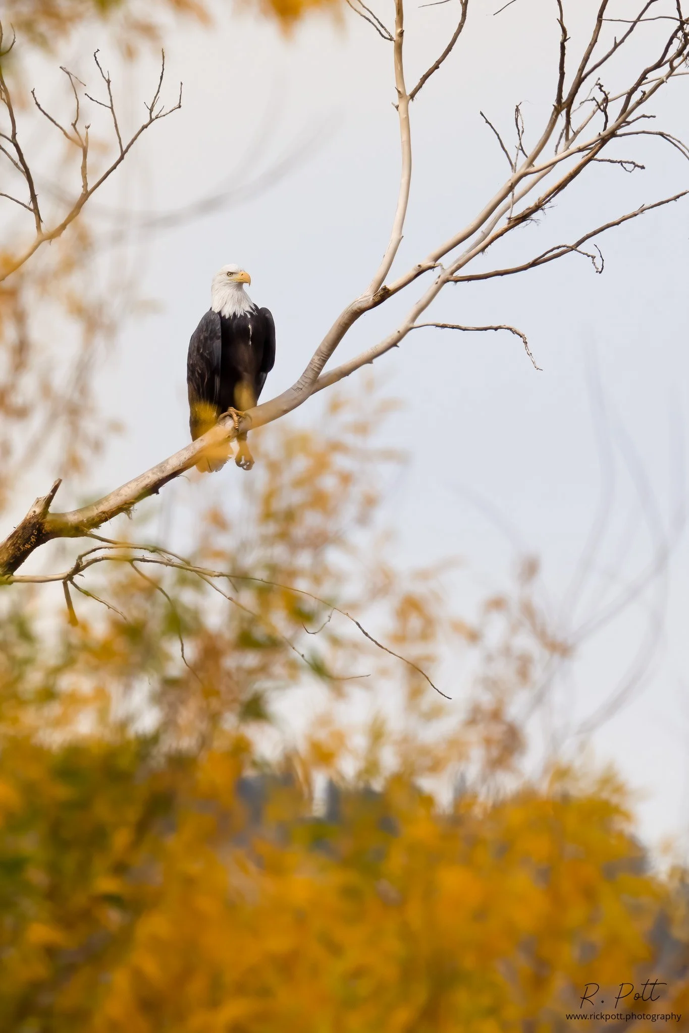 Fall Eagle