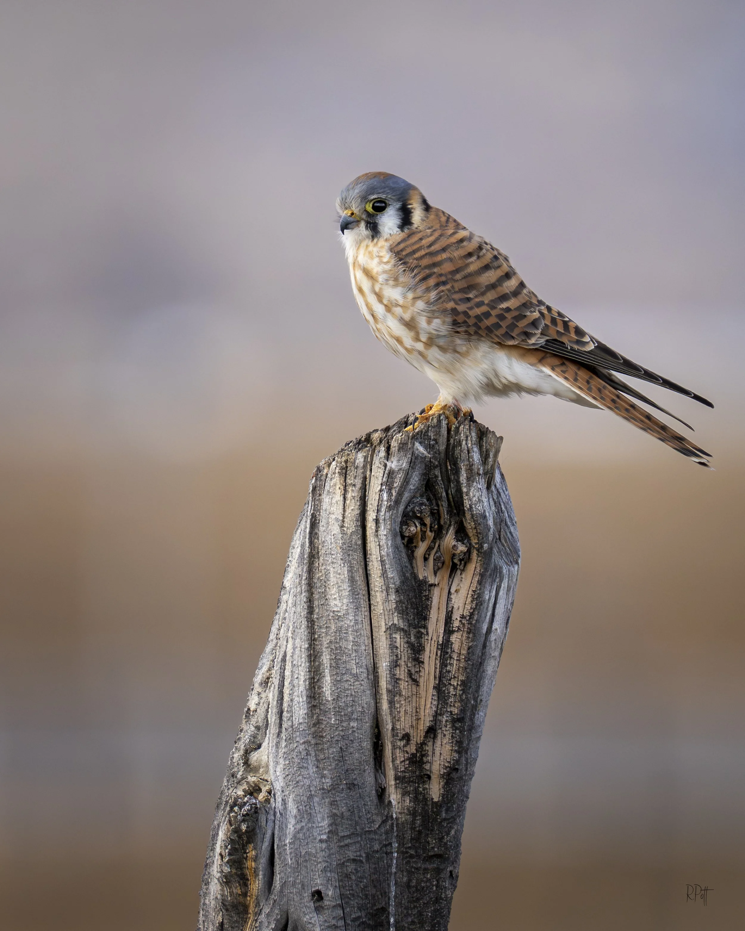 American Kestrel #1