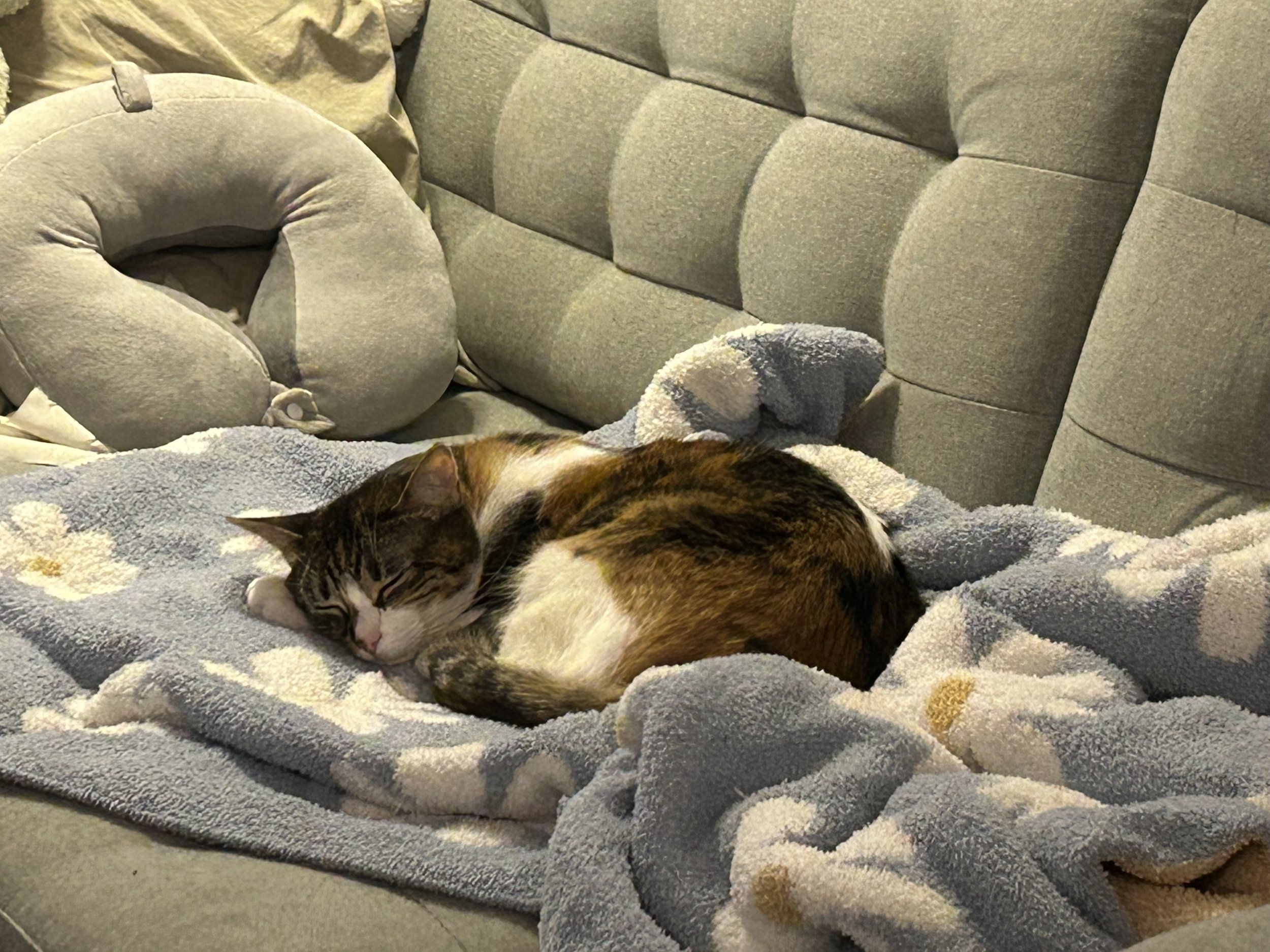 My muse for the cat art :)