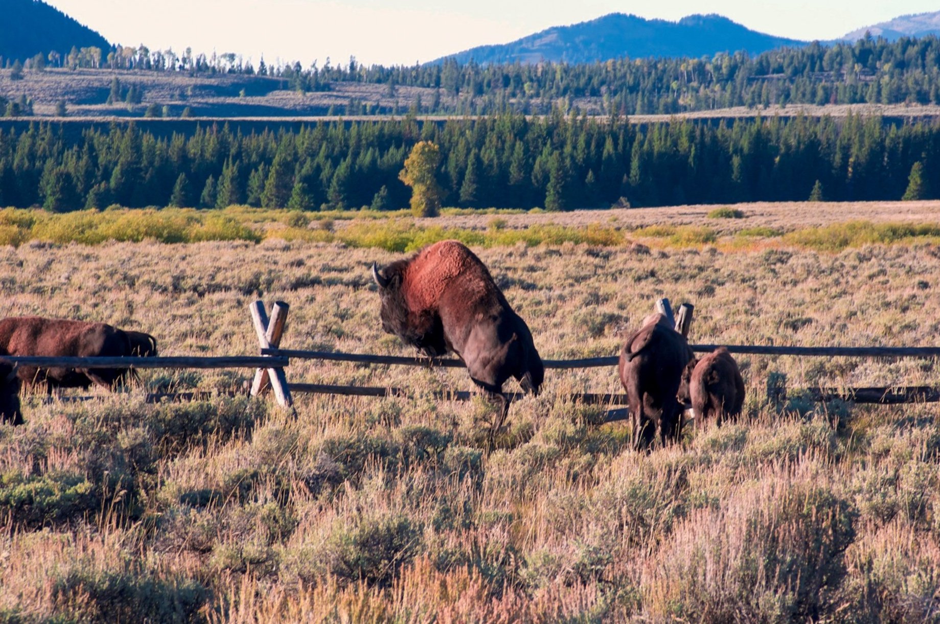 Grand Teton & Yellowstone