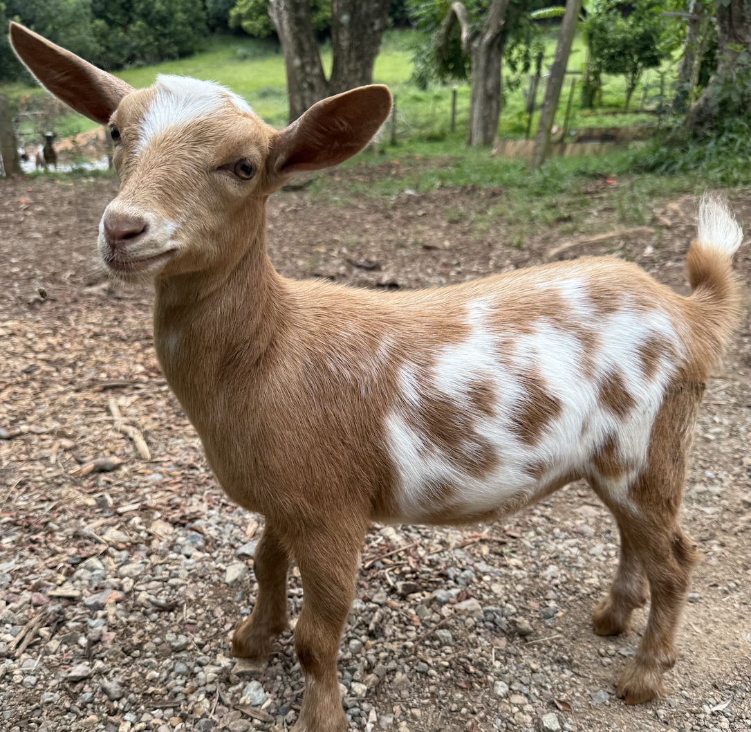 Does and Doelings (Female goats)