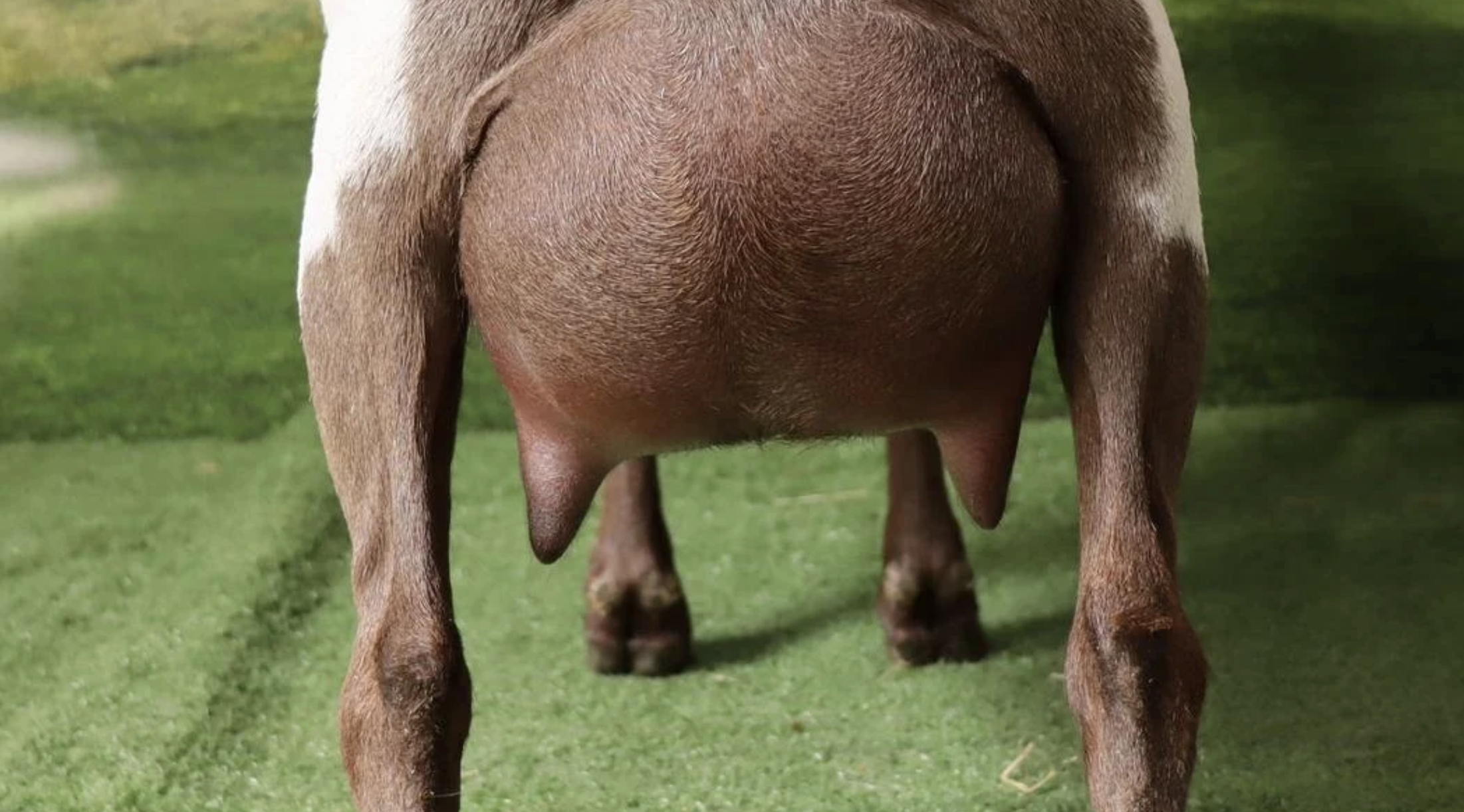 Does in Milk $1,500+