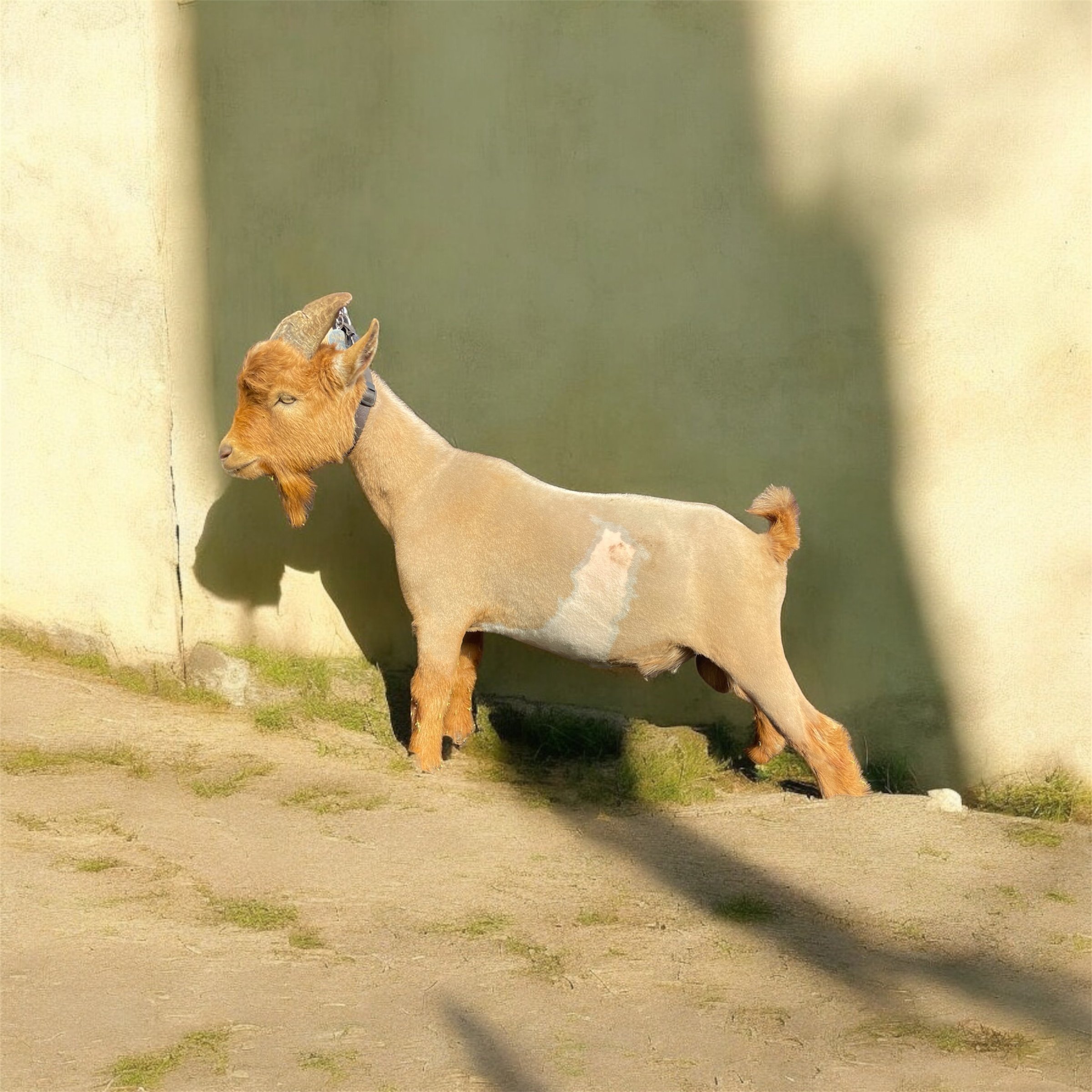 BUCK ZENDARA ALBERT