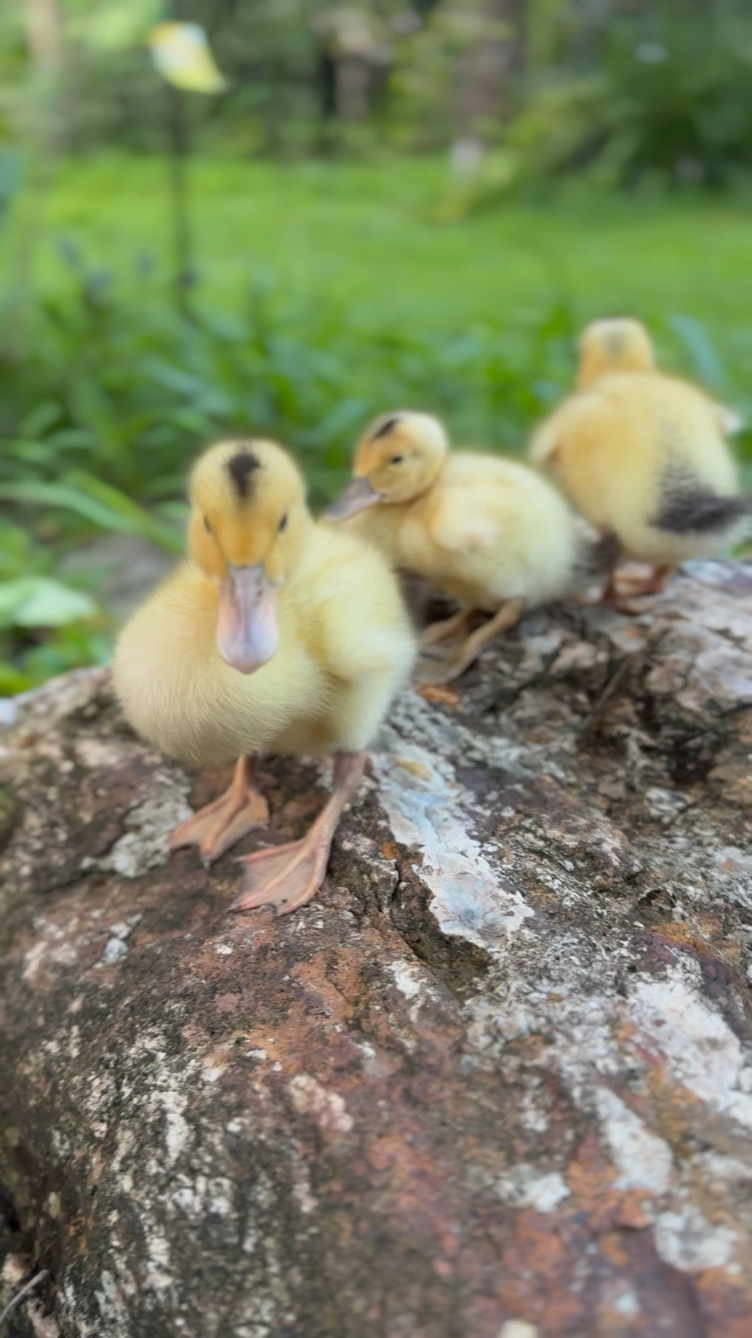 Ducklings at Zendara.png